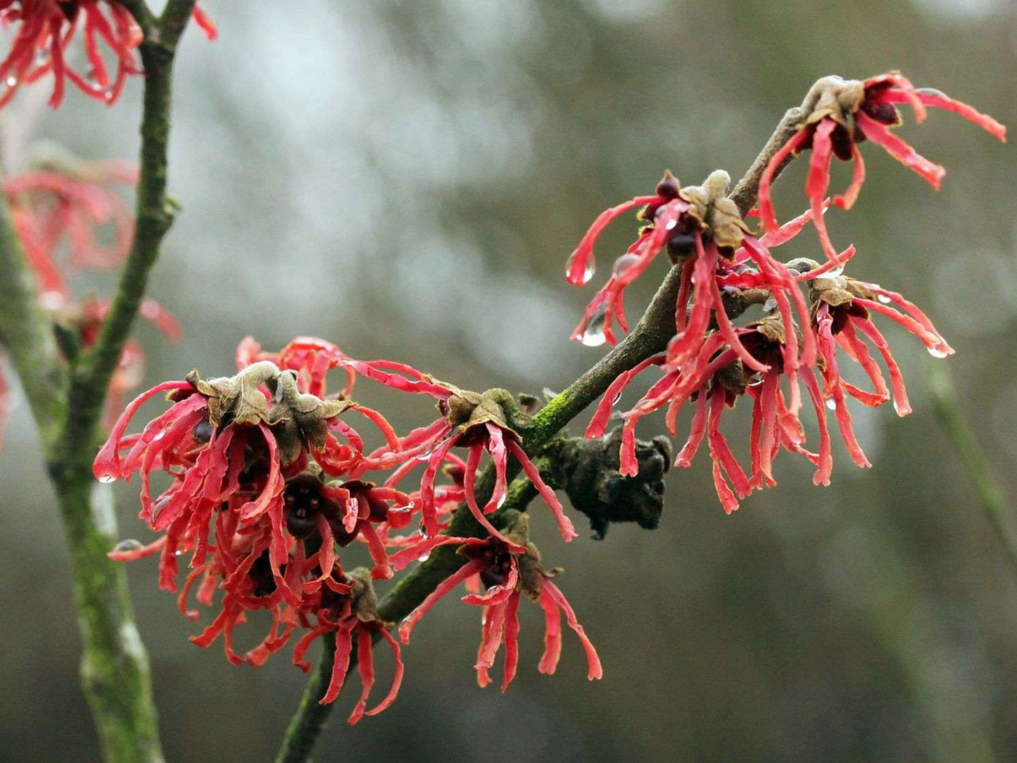 HAMAMELIS x intermedia 'Ruby Glow'
