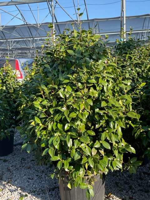 CAMELLIA japonica 'Sea Foam-bianco'