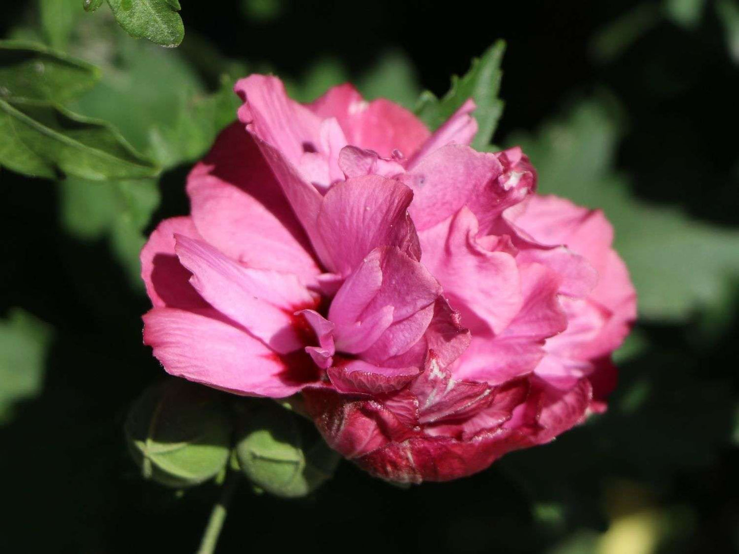 HIBISCUS syriacus 'Duc de Brabant'