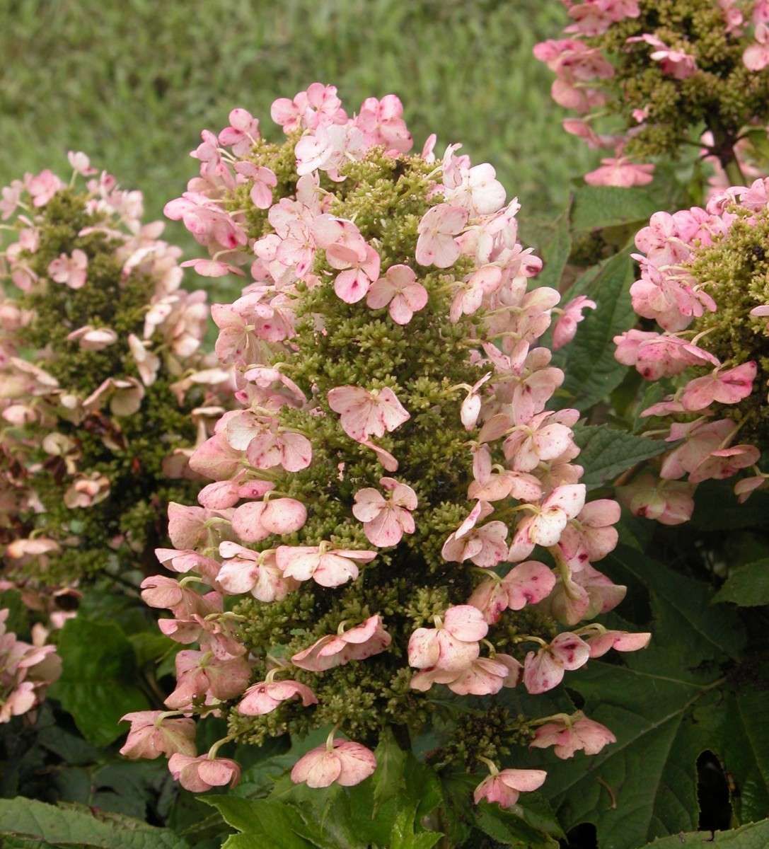 HYDRANGEA quercifolia 'Munchkin'