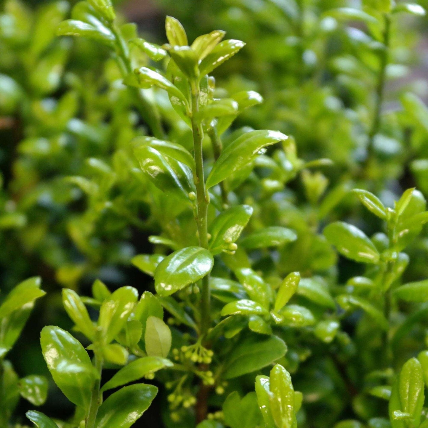 ILEX crenata 'Caroline Upright'