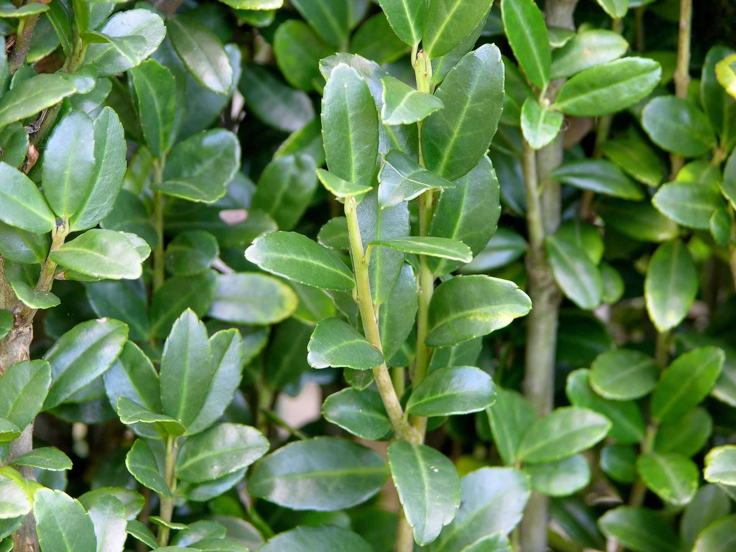 ILEX crenata 'Dark Greene'