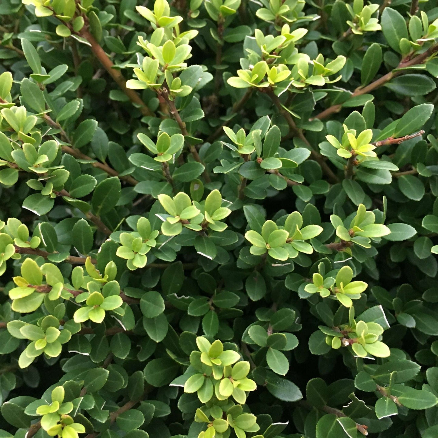 ILEX crenata 'Gloire Dwarf'