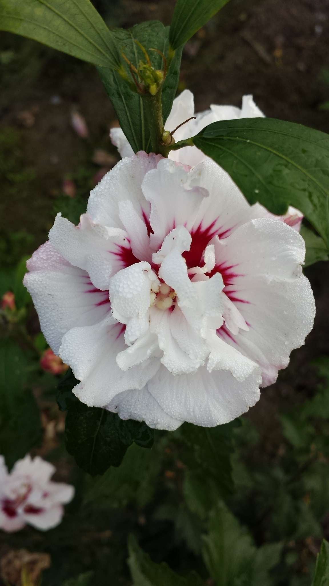 HIBISCUS syriacus 'Speciosus'