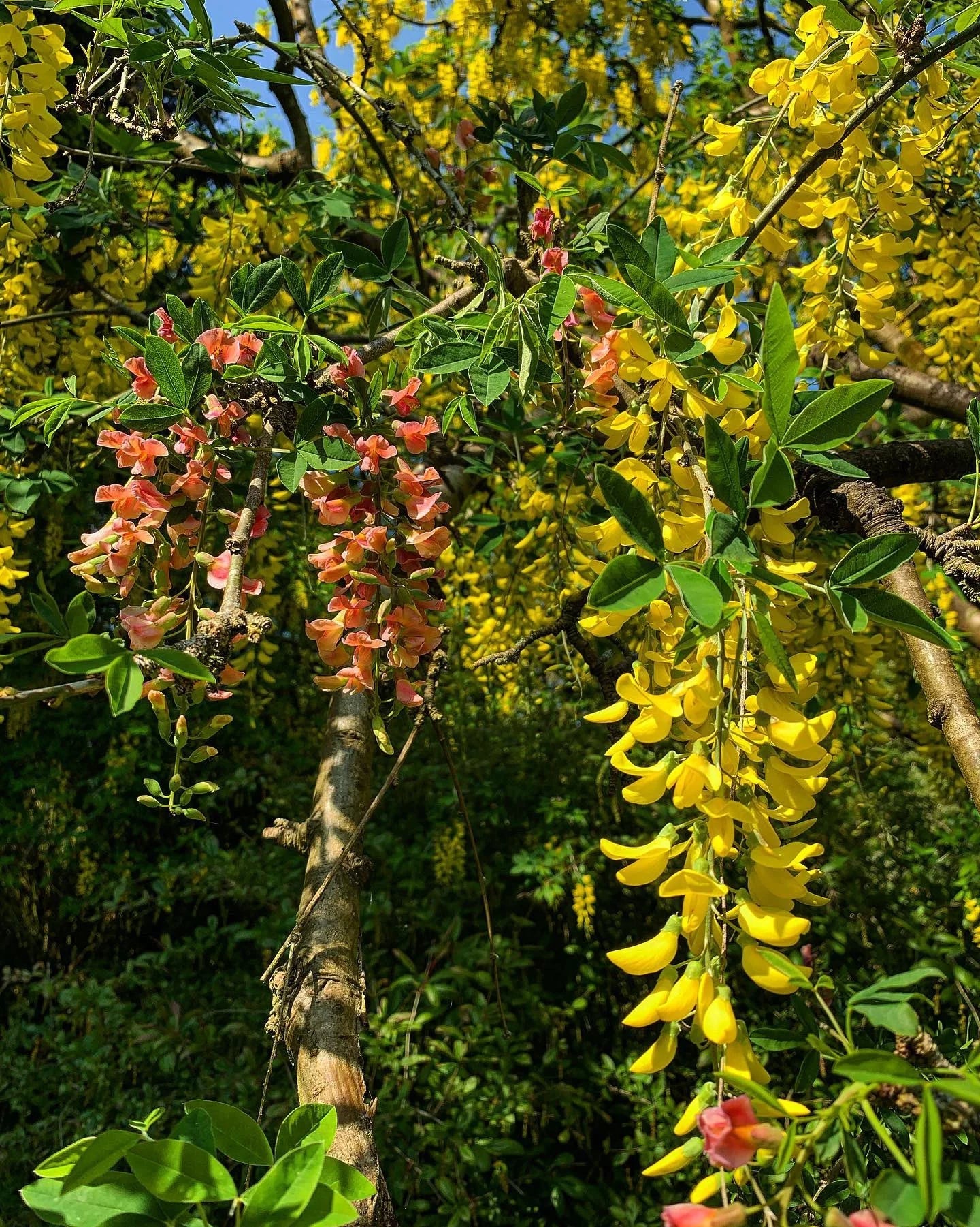 LABURNOCYTISUS adamii