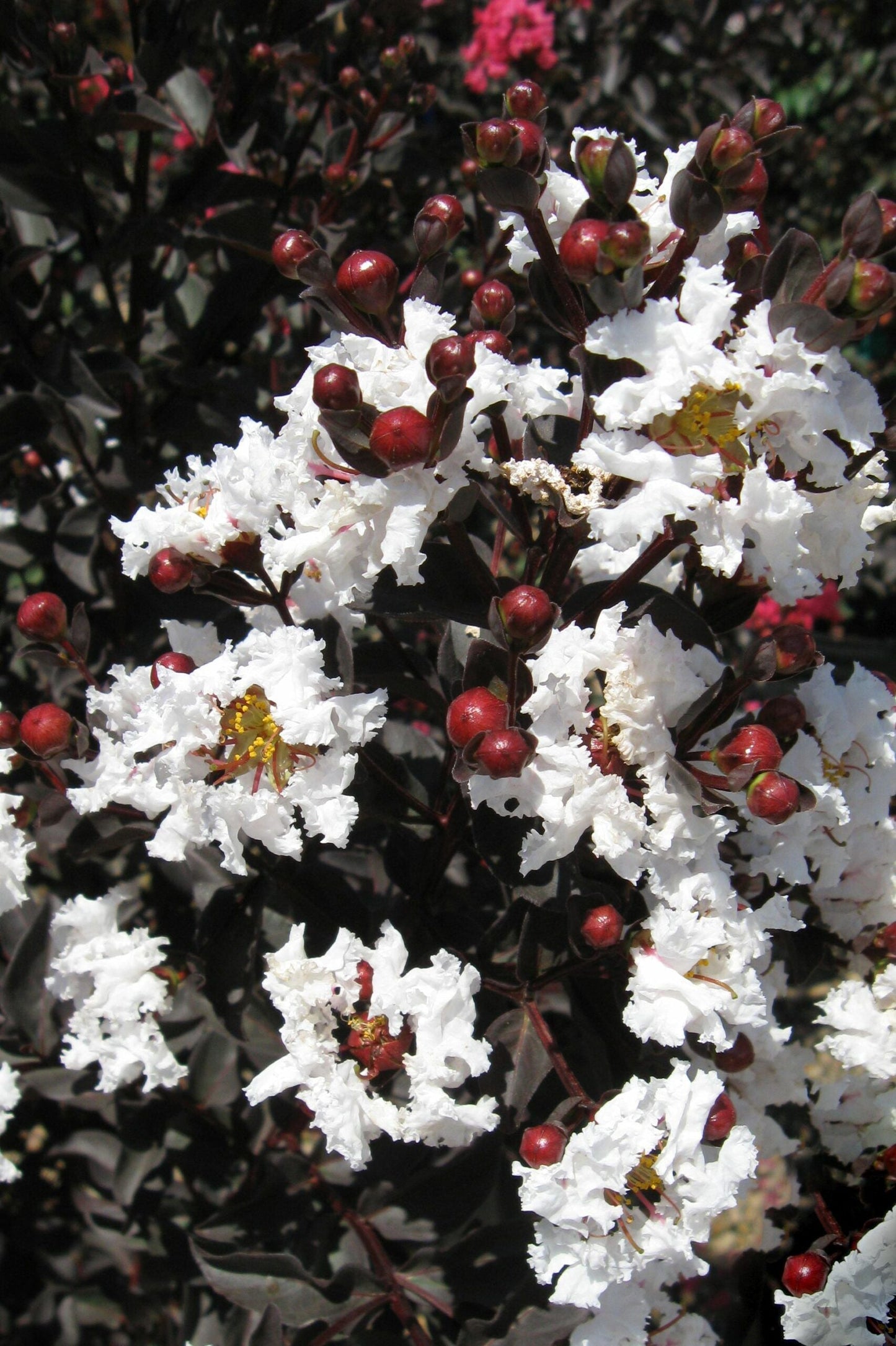 LAGERSTROEMIA indica 'Black Diamond ® Pure White'