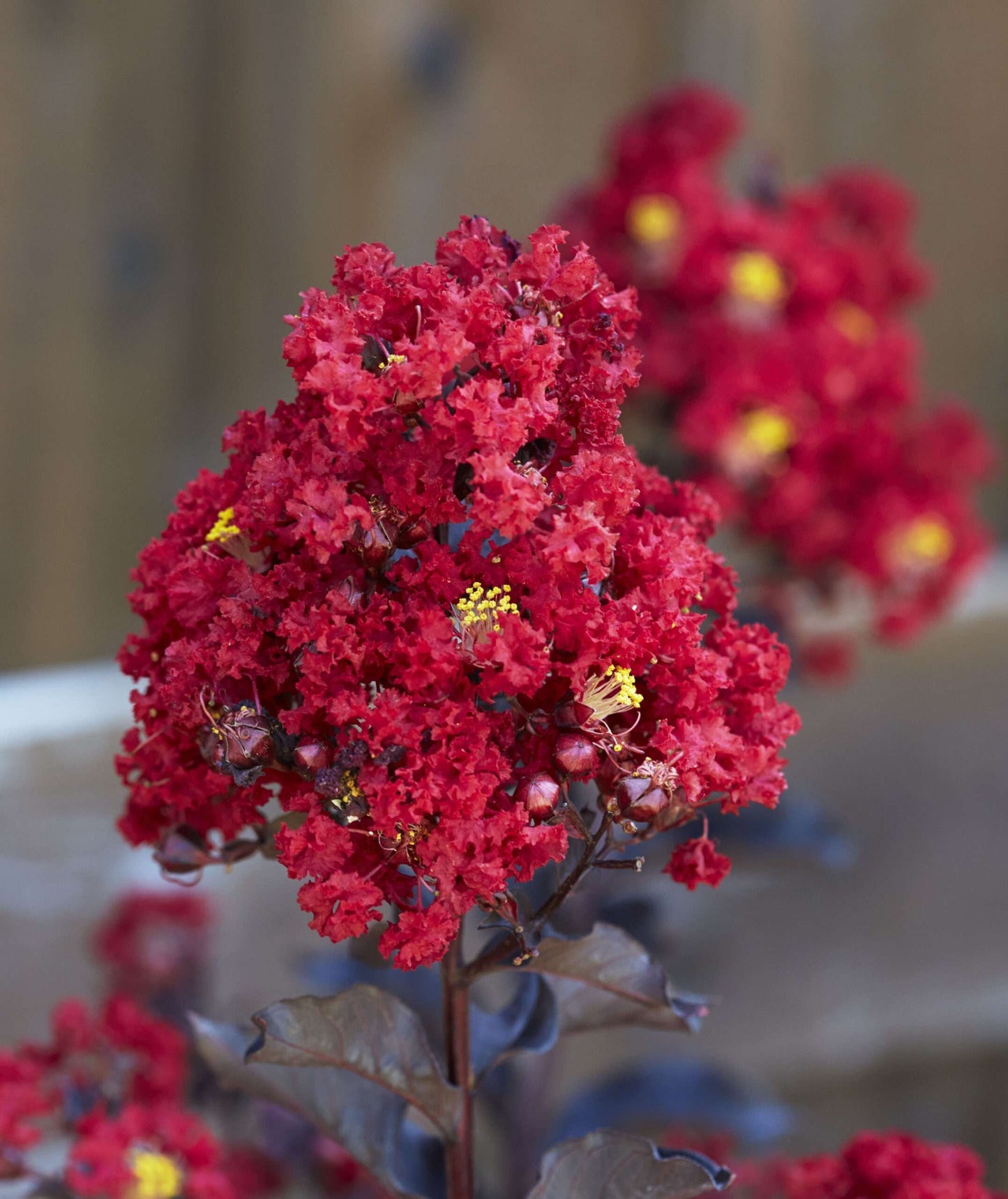 LAGERSTROEMIA indica 'Black Diamond ® Red Hot'