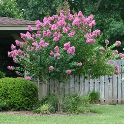 LAGERSTROEMIA x 'Choctaw'