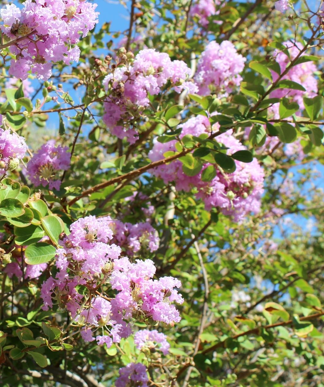 LAGERSTROEMIA x 'Muskogee'