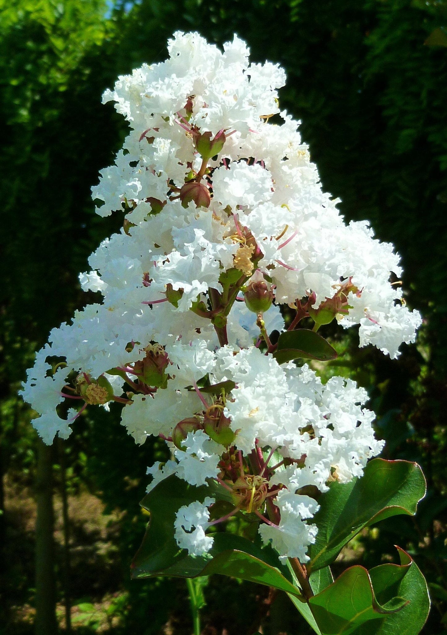 LAGERSTROEMIA indica 'Nivea'
