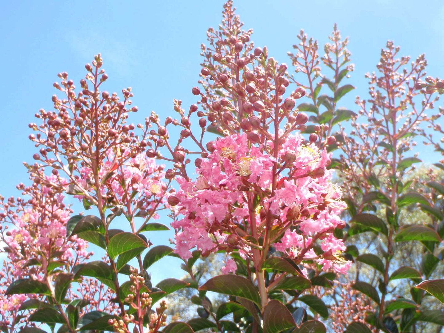 LAGERSTROEMIA x 'Sioux'