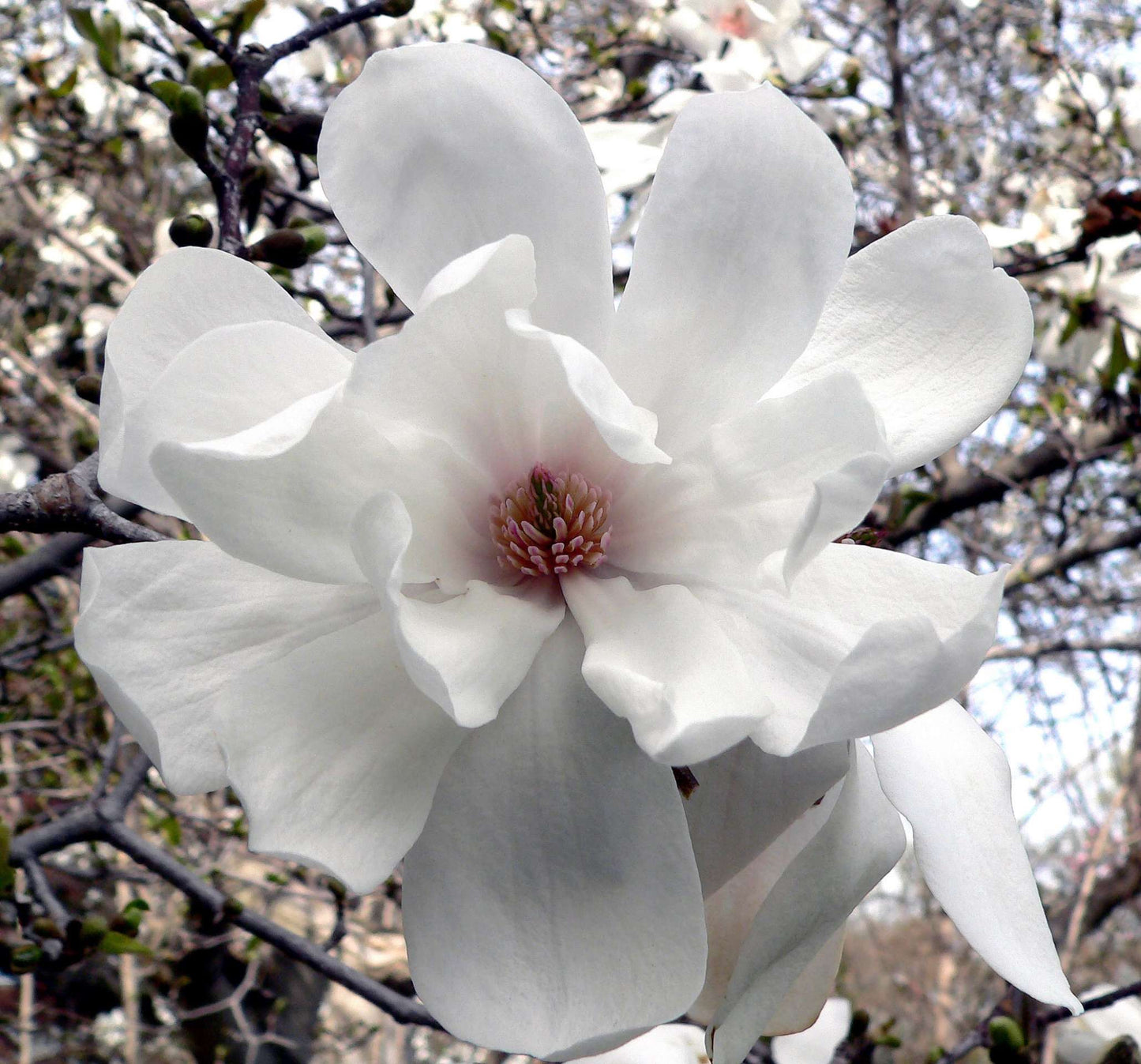MAGNOLIA x loebneri 'Merrill'