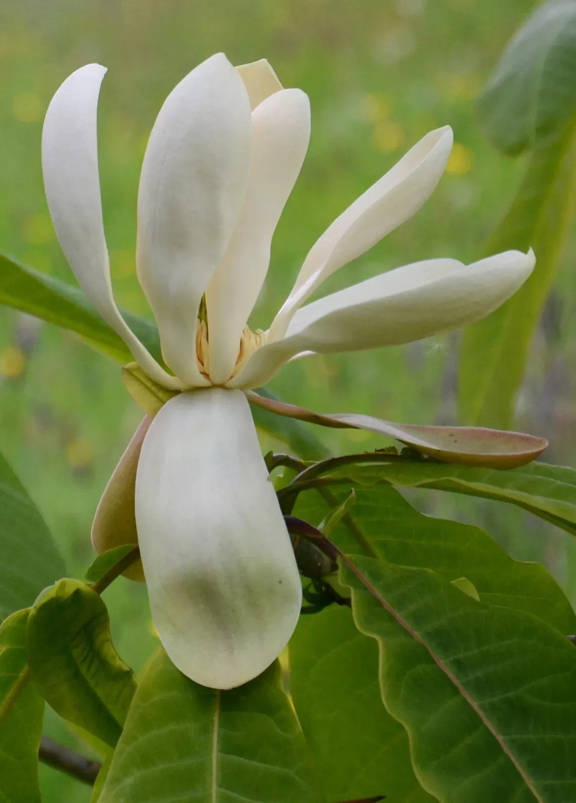 MAGNOLIA officinalis
