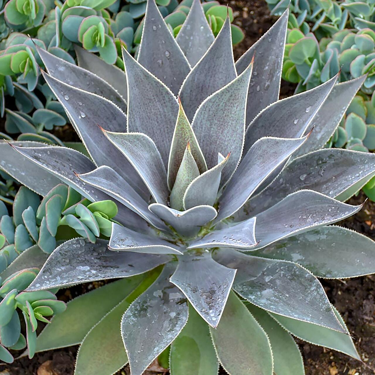 MANGAVE 'Lavender Lady' ®