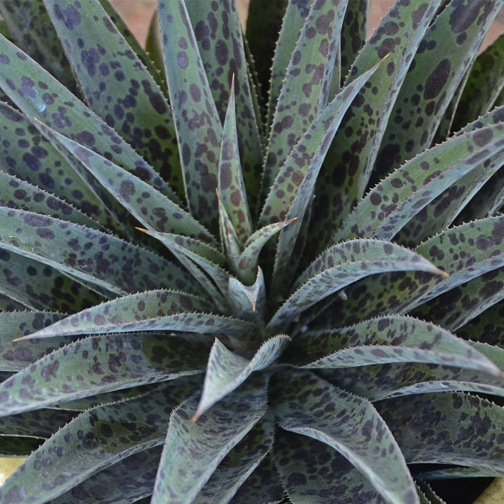 MANGAVE 'Pineapple Express' ®