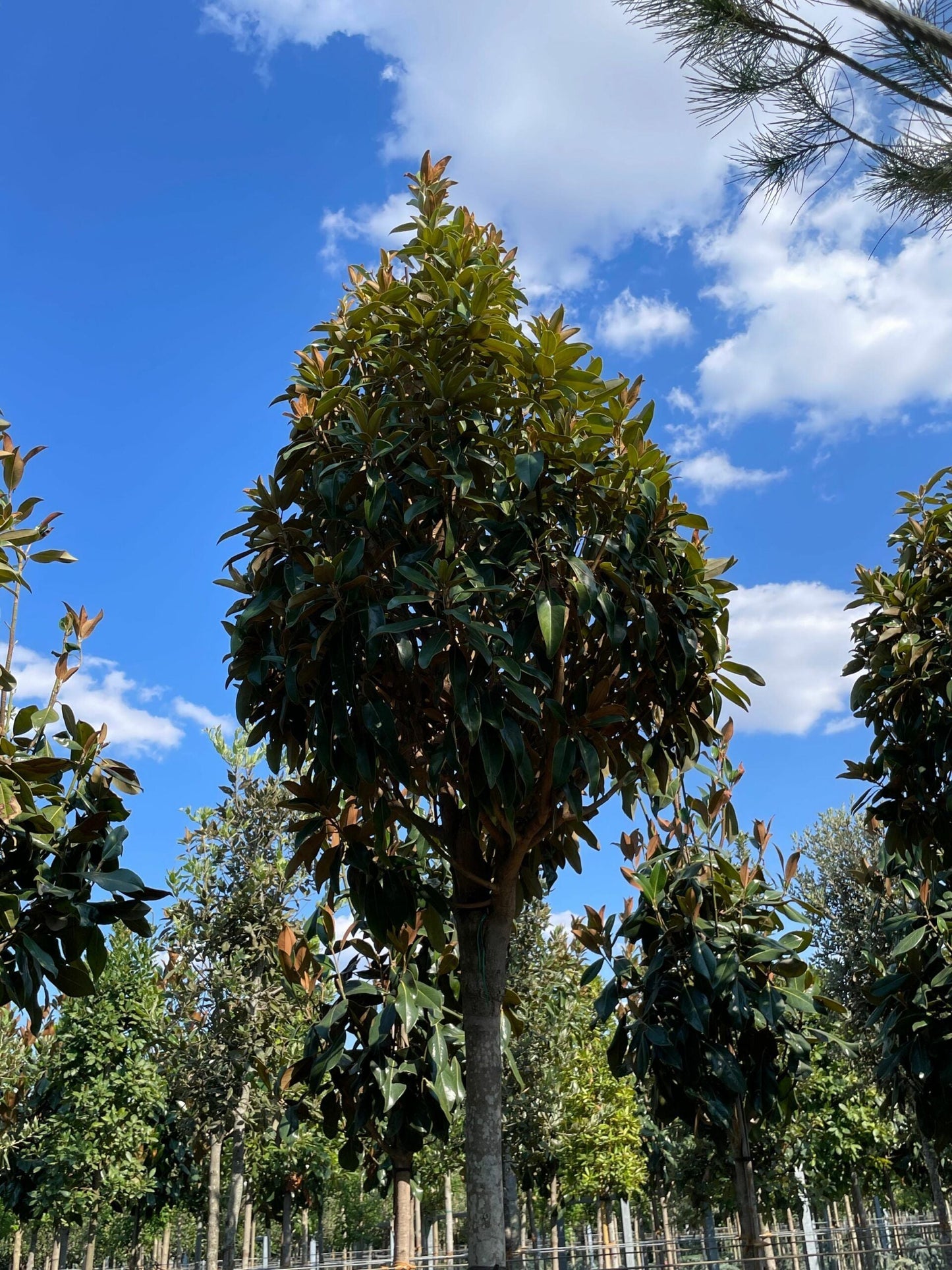 MAGNOLIA grandiflora 'Francois Treyve'