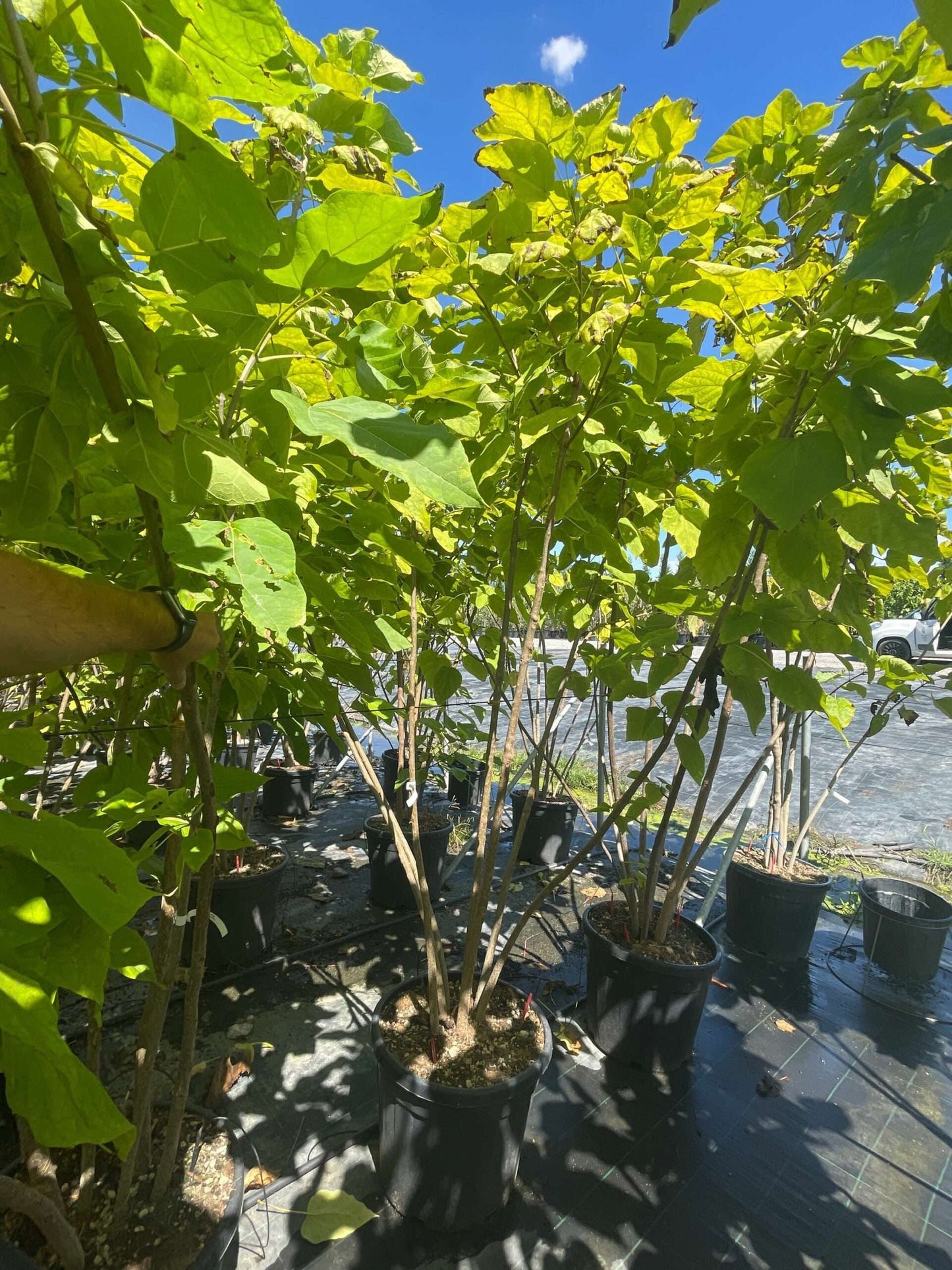 CATALPA bignonioides 'Aurea'