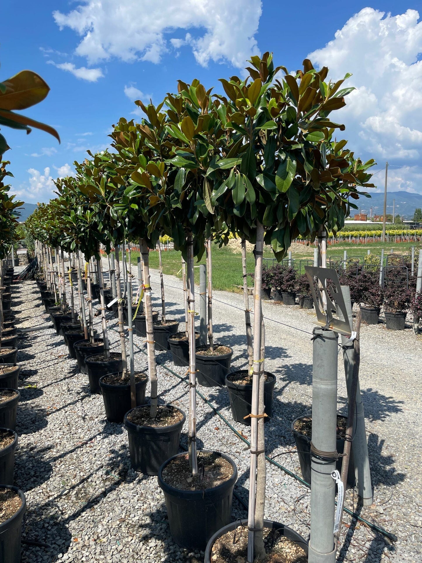 MAGNOLIA grandiflora 'Galissoniensis'