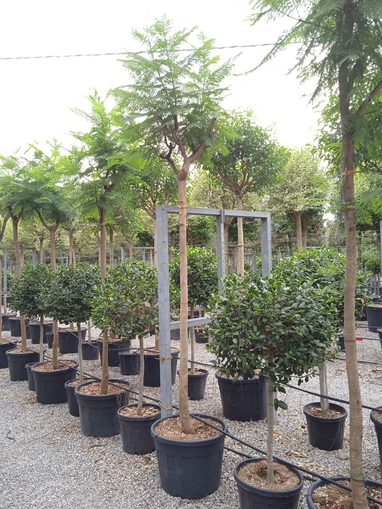 JASMINUM azoricum