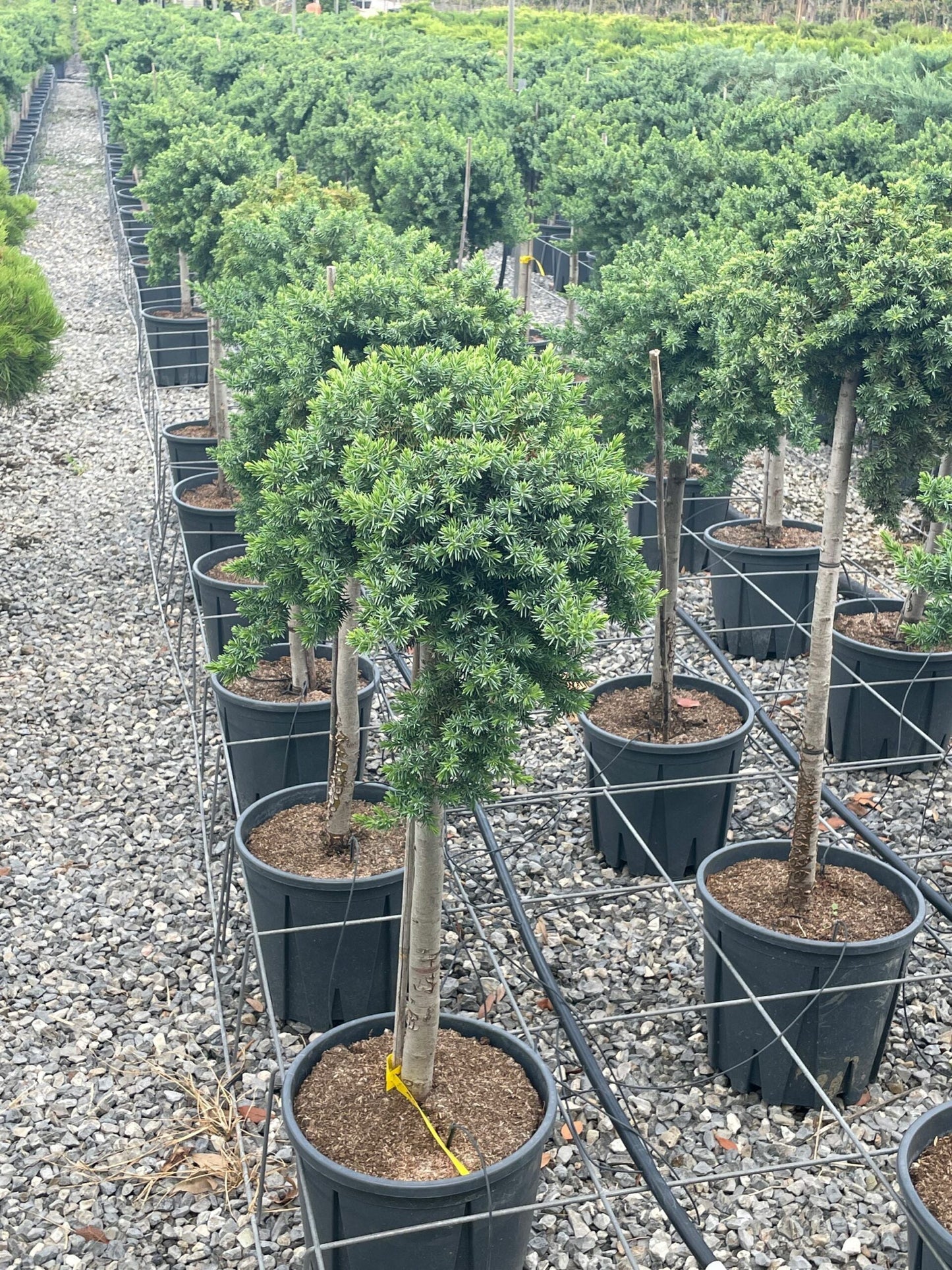 JUNIPERUS conferta 'Schlager'