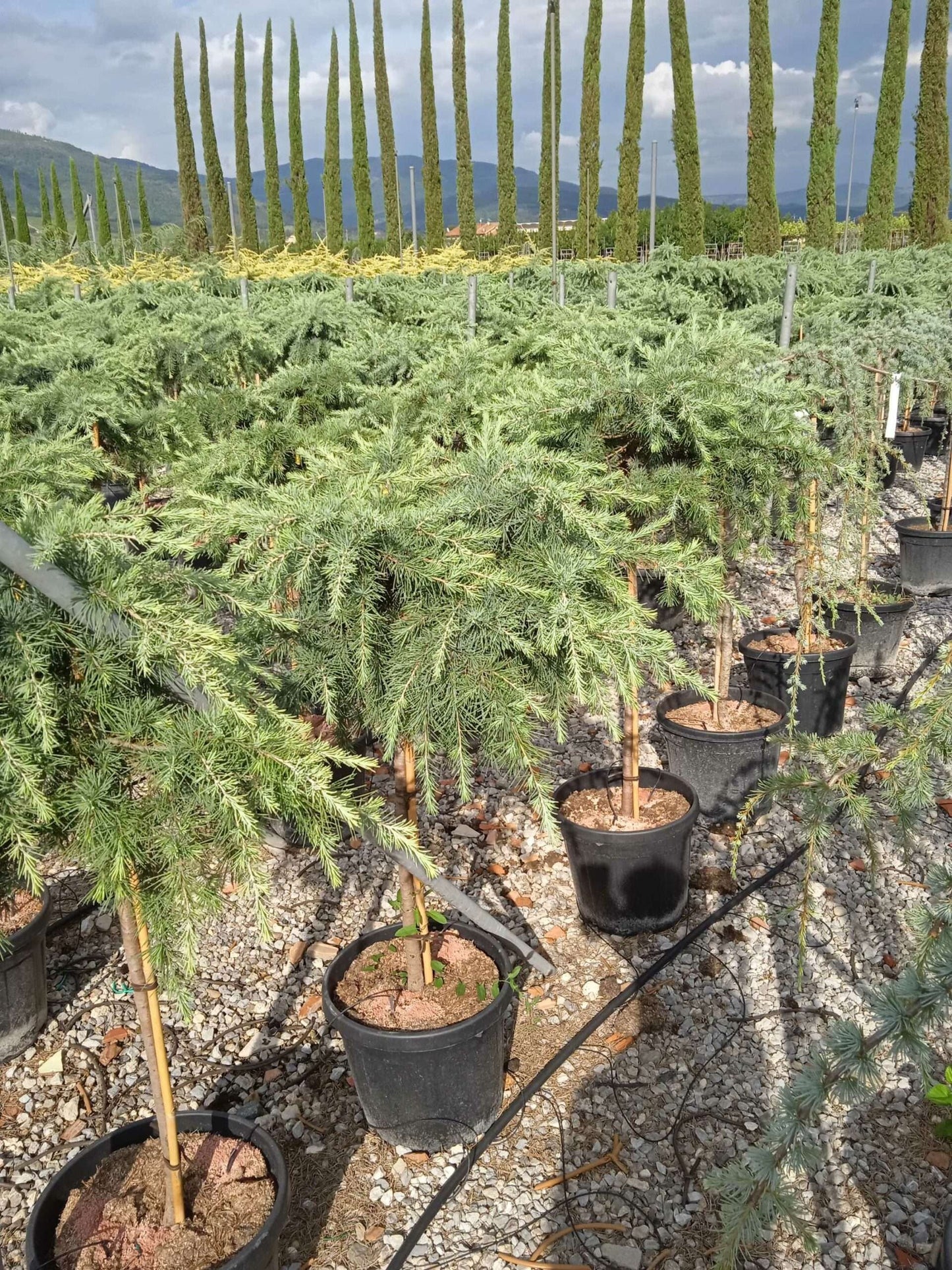 CEDRUS atlantica 'Glauca'