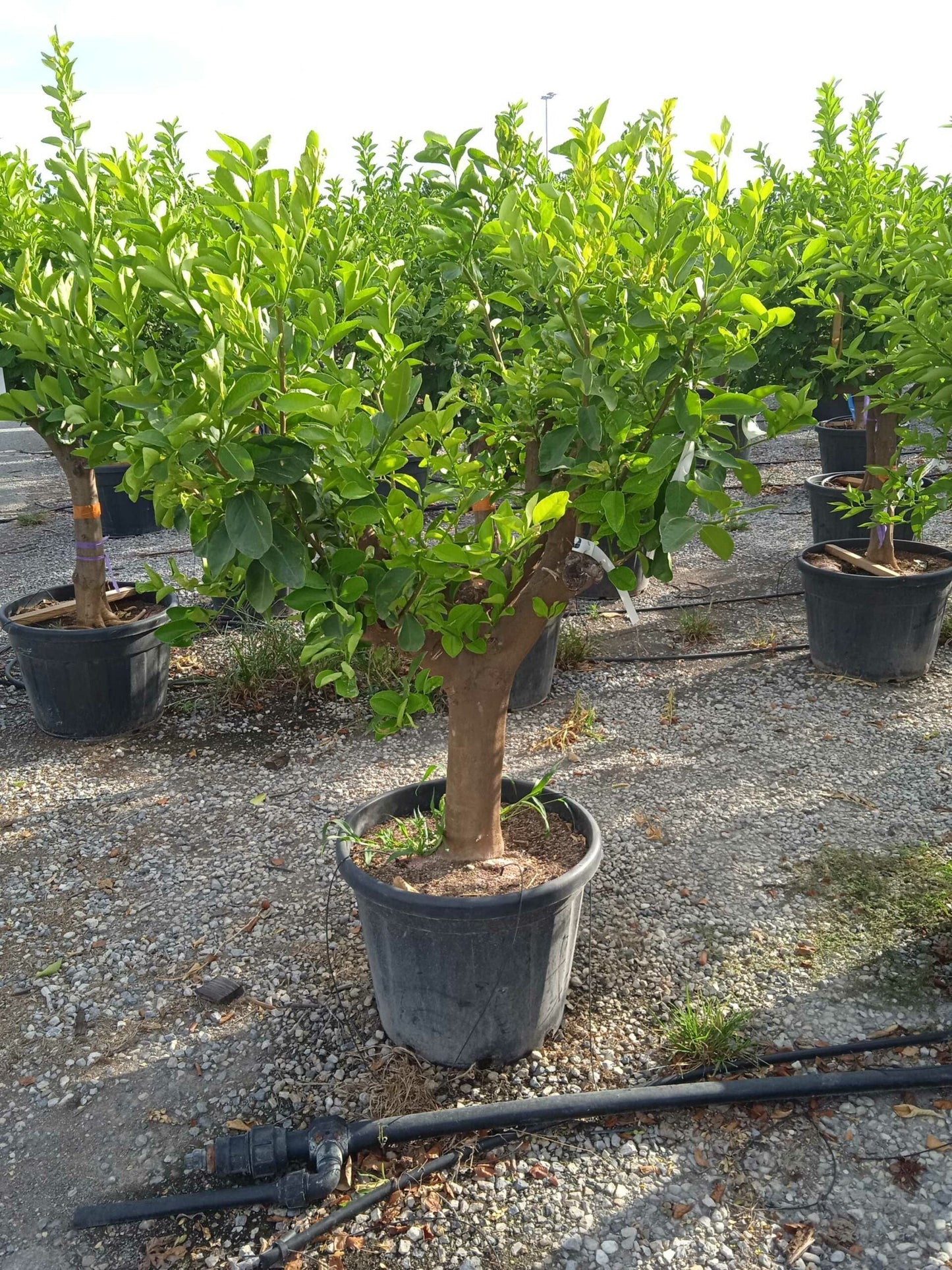 CITRUS x aurantium