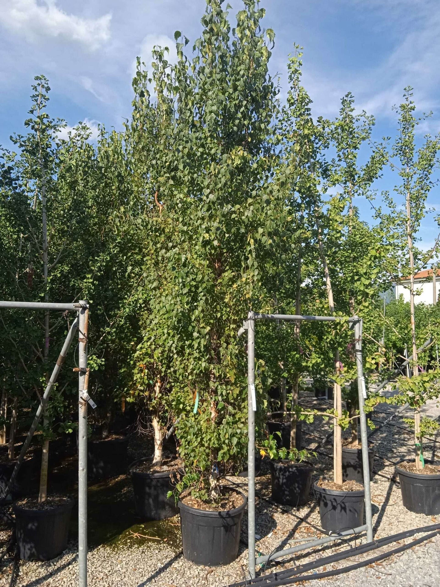 BETULA pendula 'Magical globe'