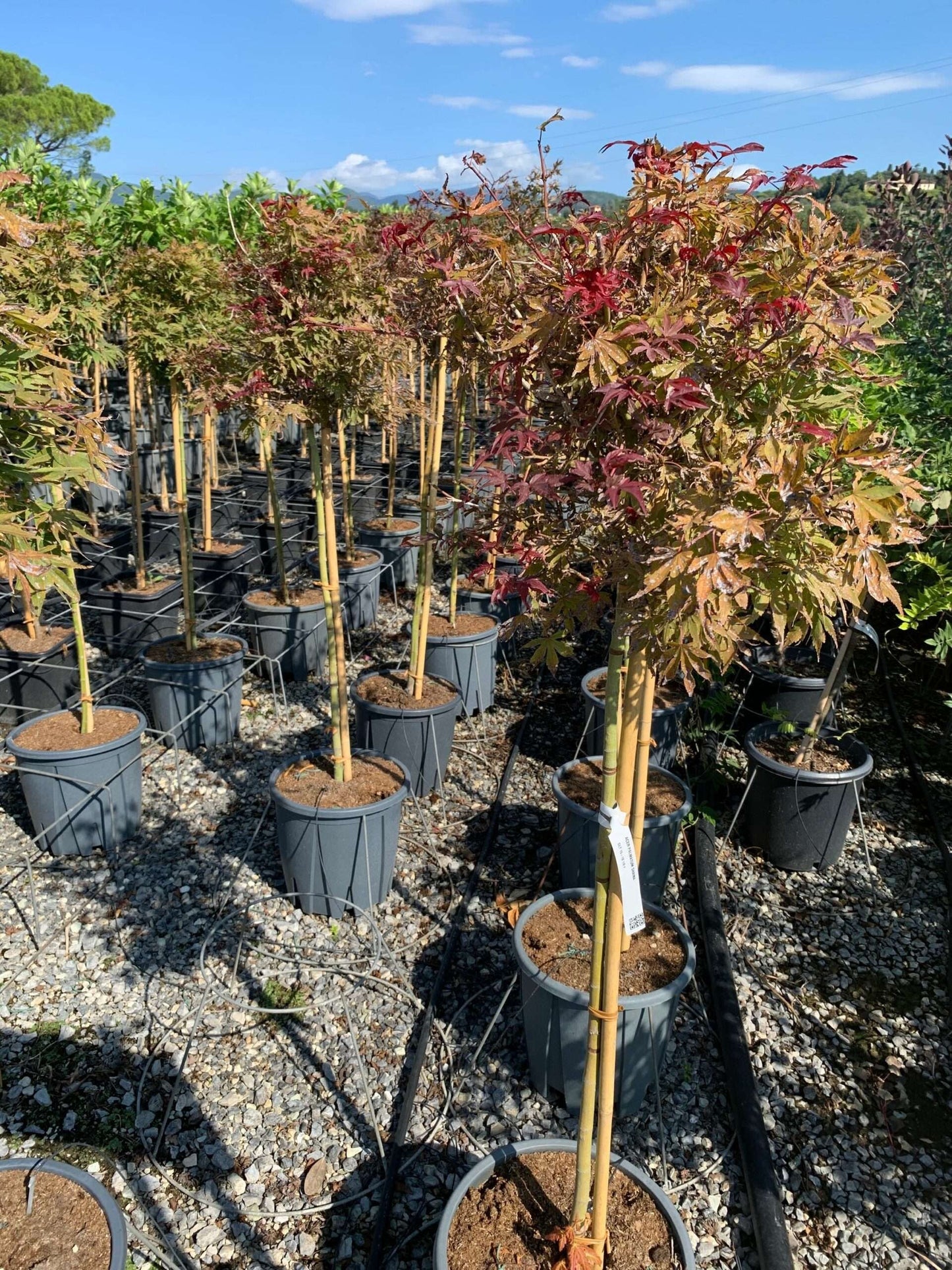 ACER palmatum 'Shaina'