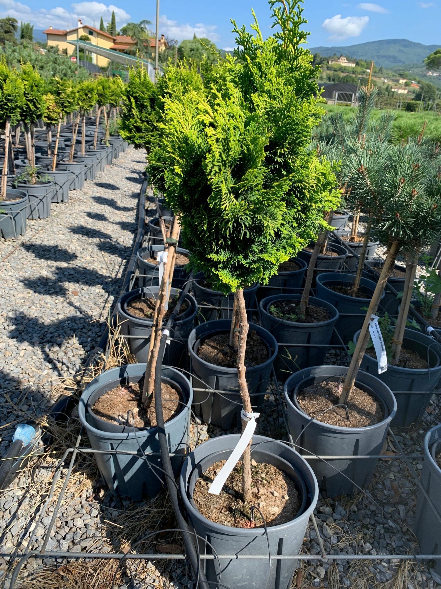 CHAMAECYPARIS obtusa 'Nana Gracilis'