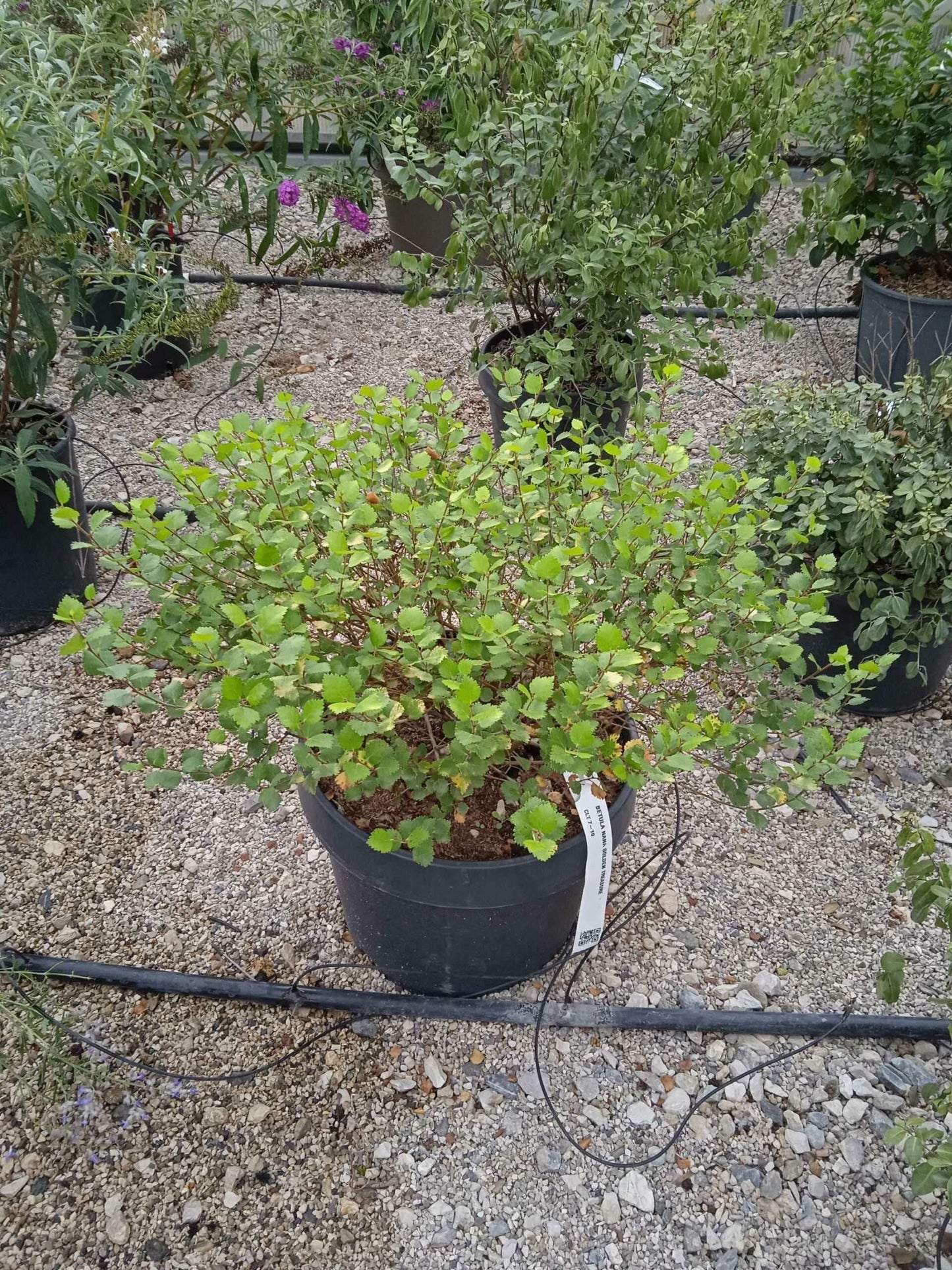 BETULA nigra