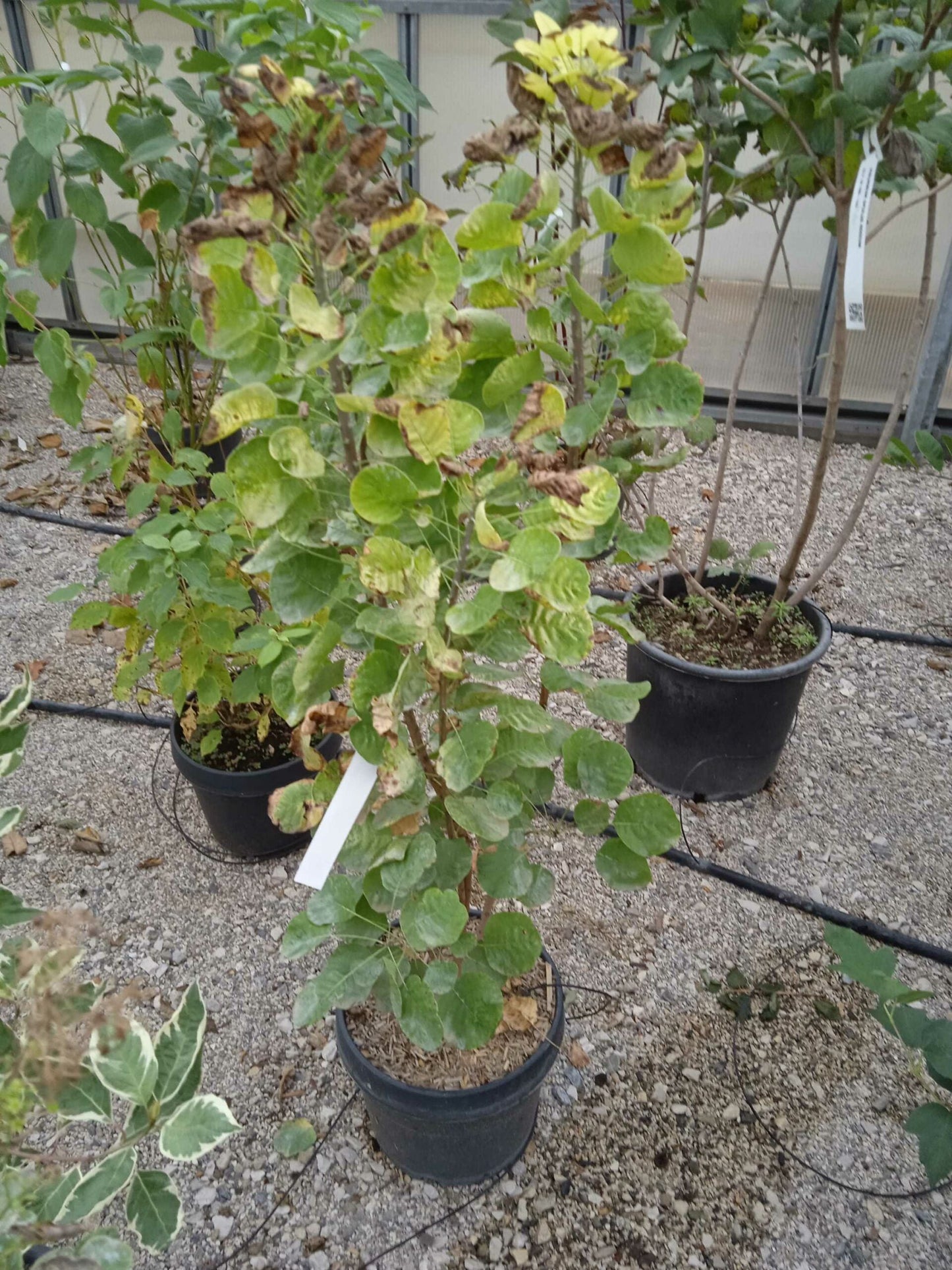 COTINUS coggygria 'Lilla'