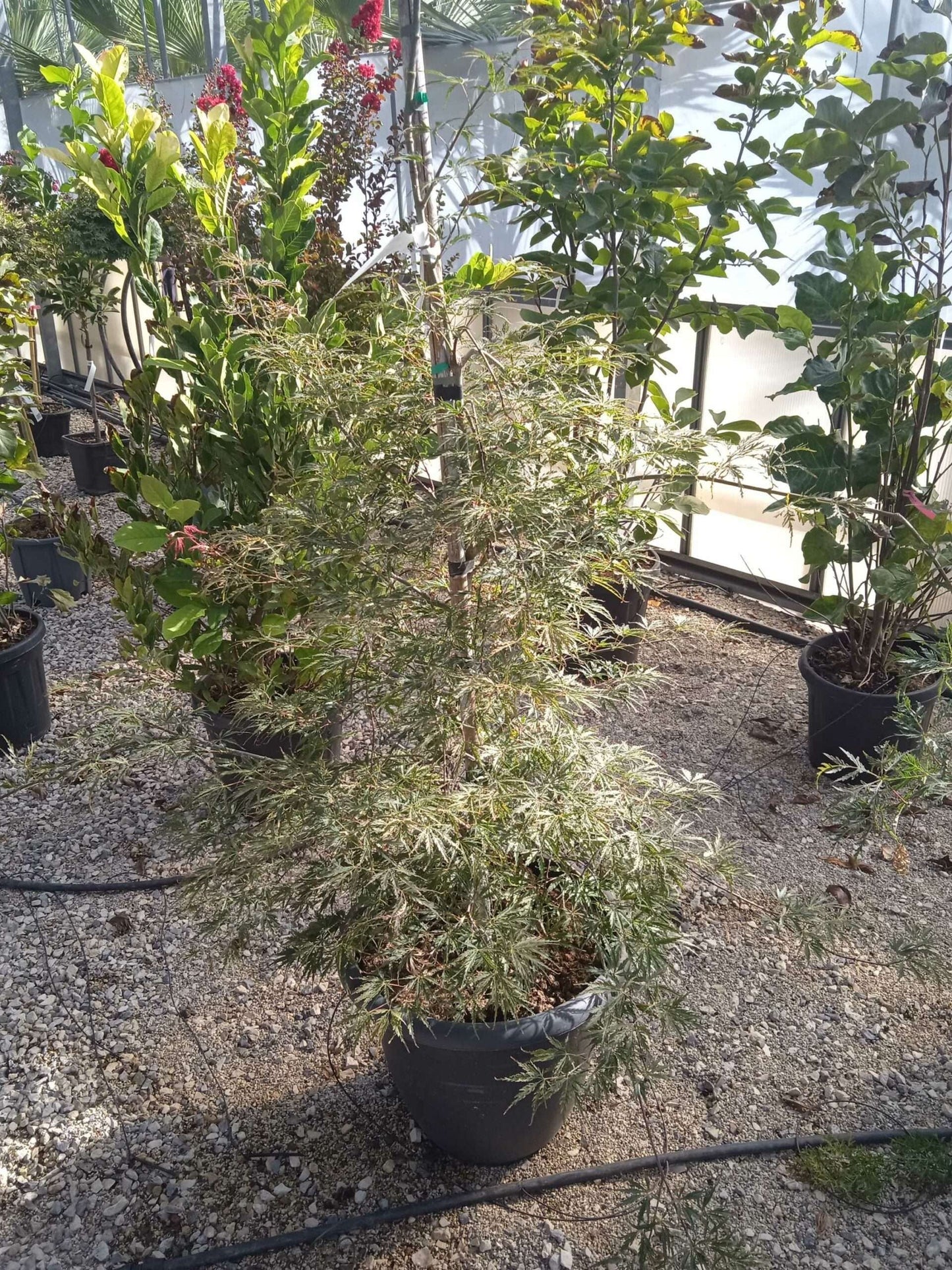 ACER palmatum 'Dissectum ornatum'