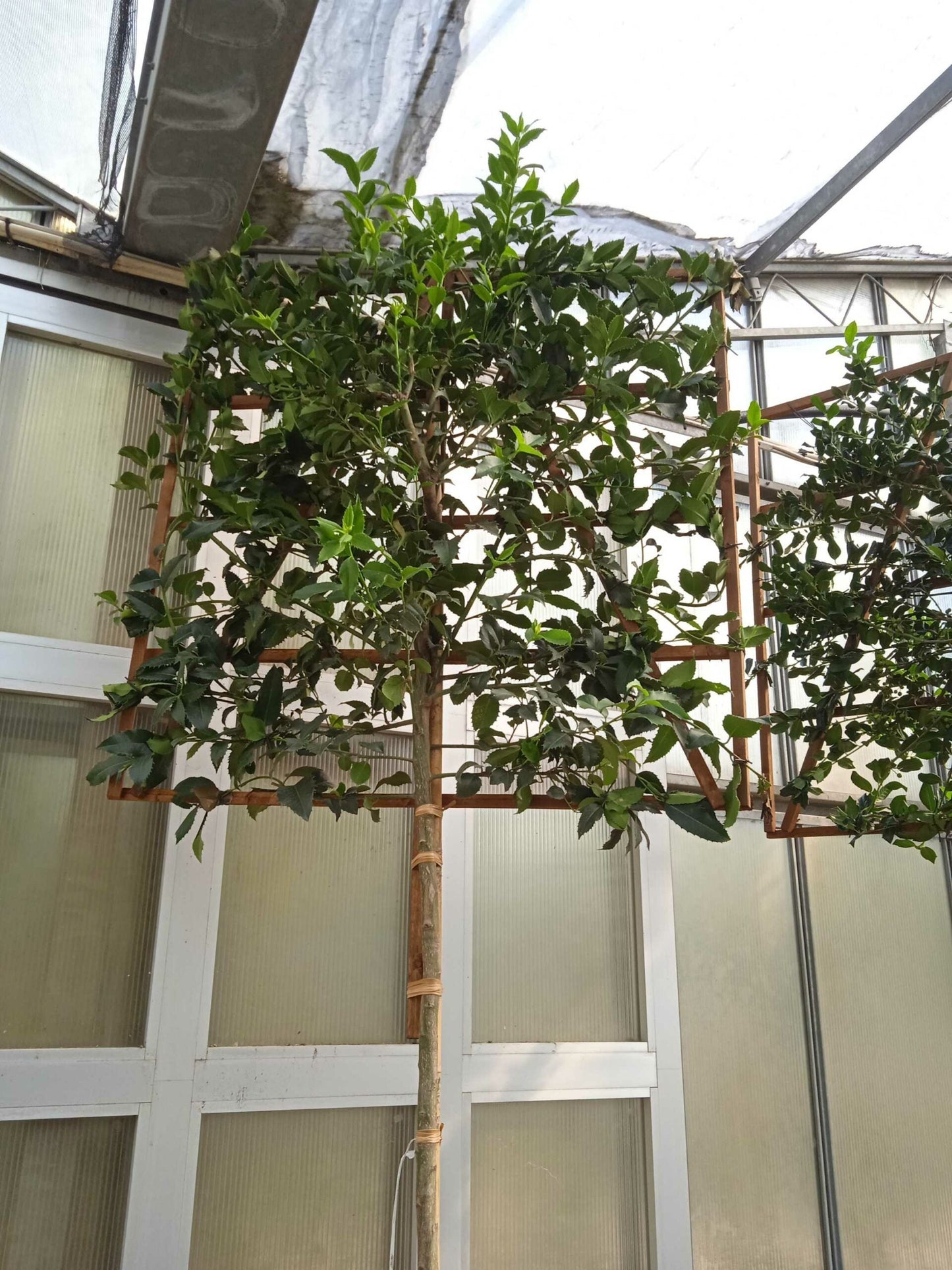 ILEX cornuta