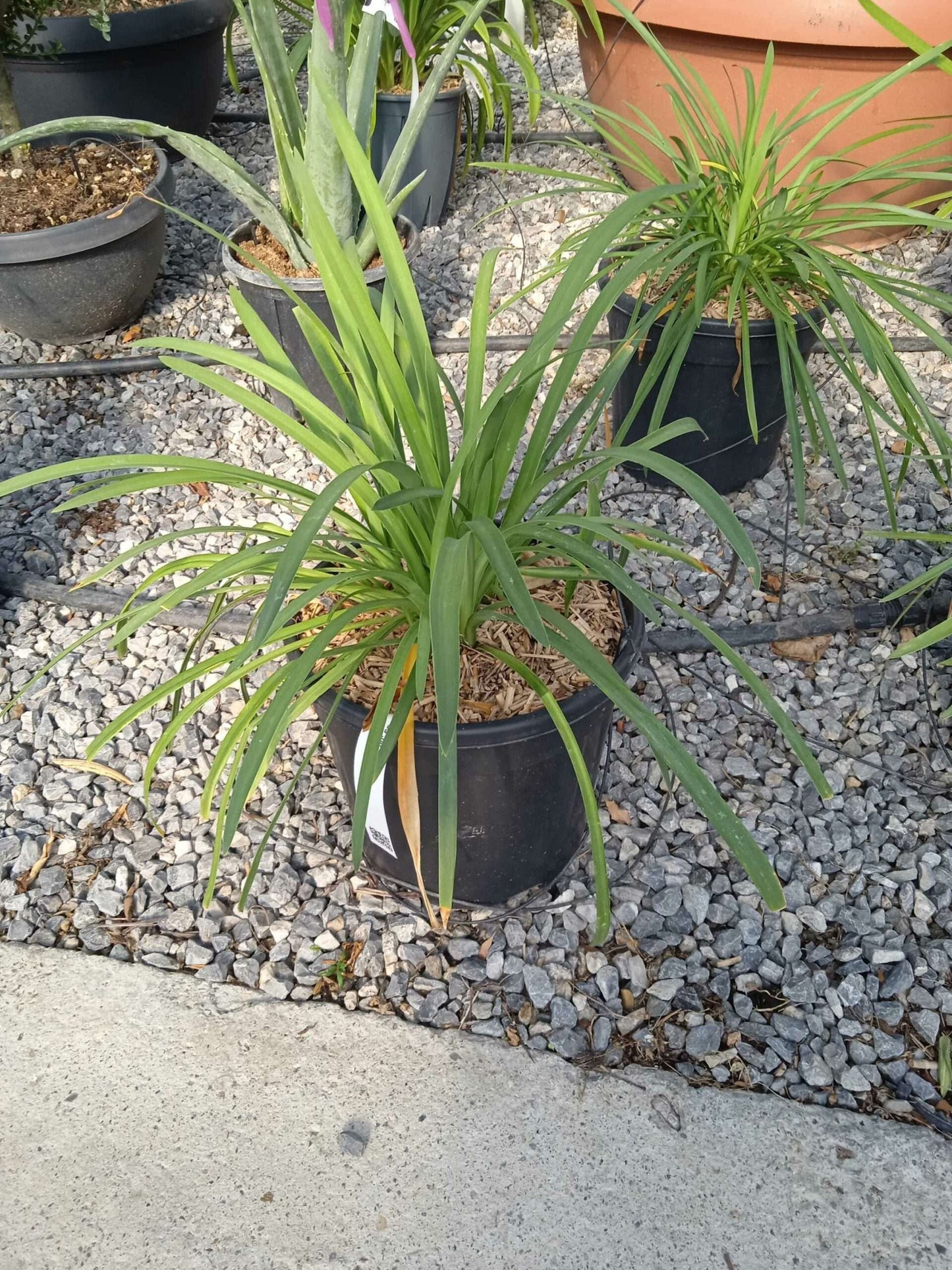 AGAPANTHUS 'Popping purple'