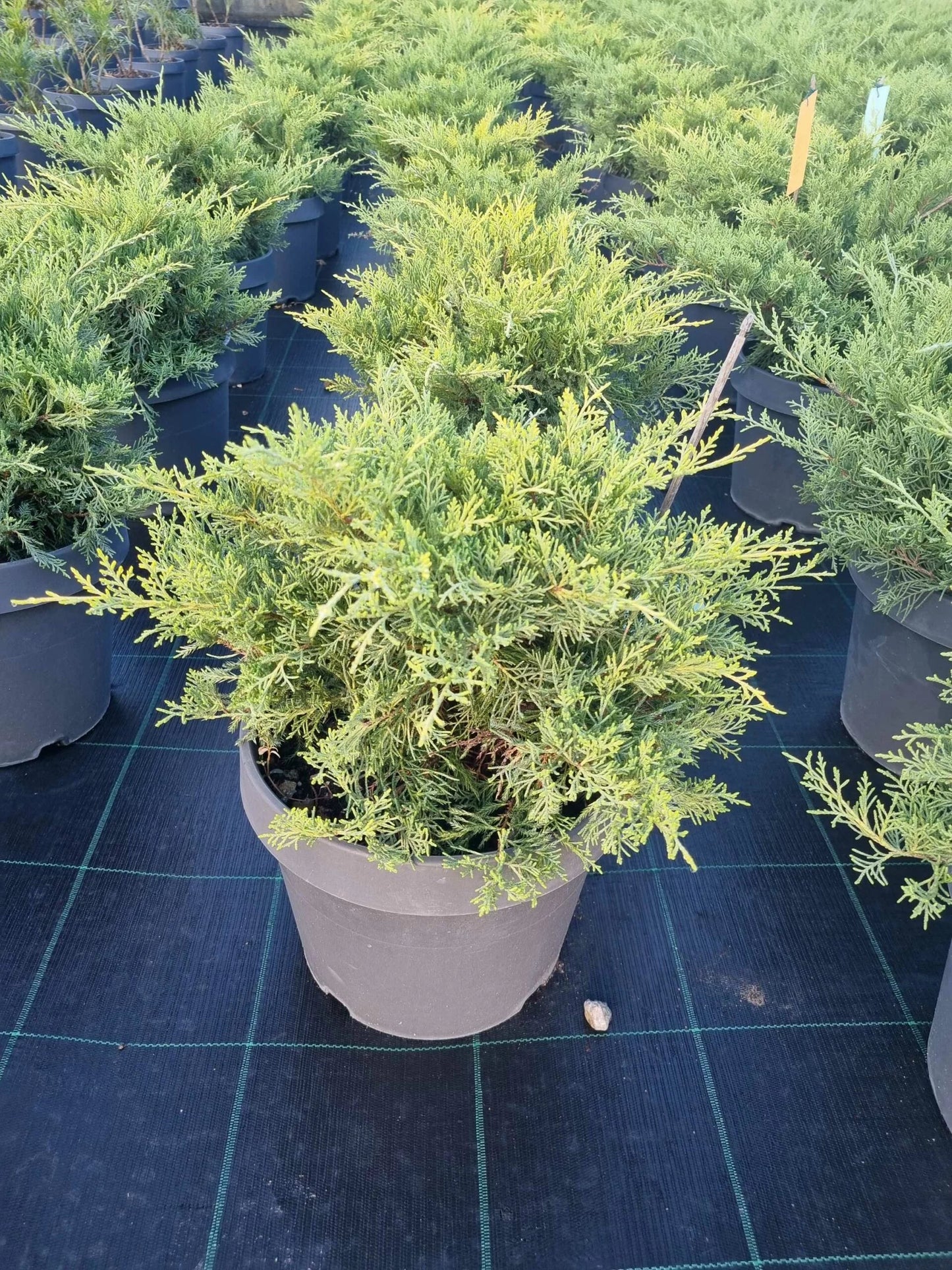 JUNIPERUS x pfitzeriana 'Mordigan Gold'