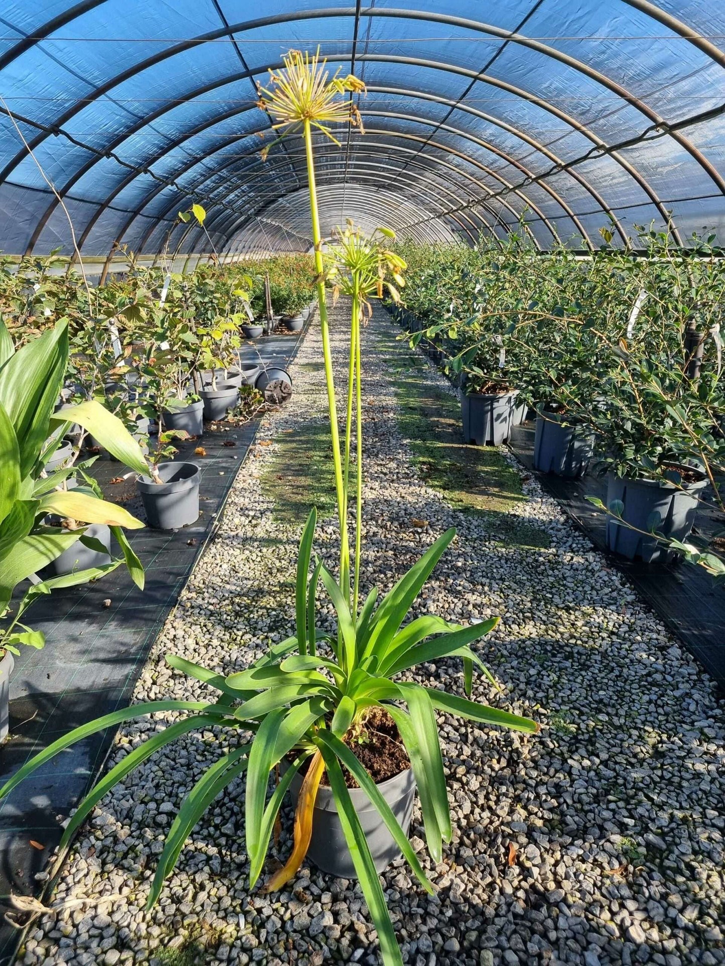 AGAPANTHUS umbellatus 'Ovatus'