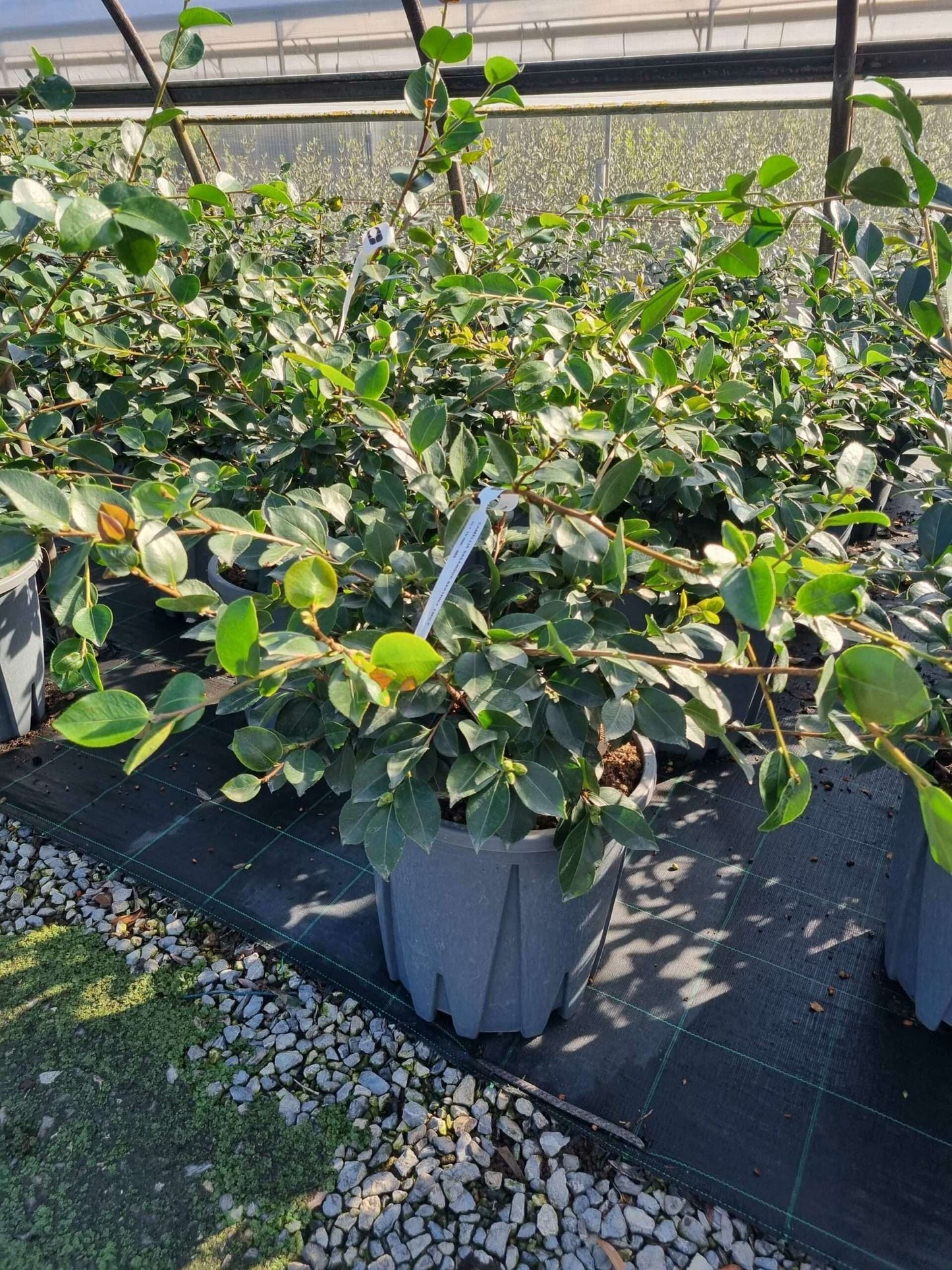 CAMELLIA sasanqua 'Cleopatra White'