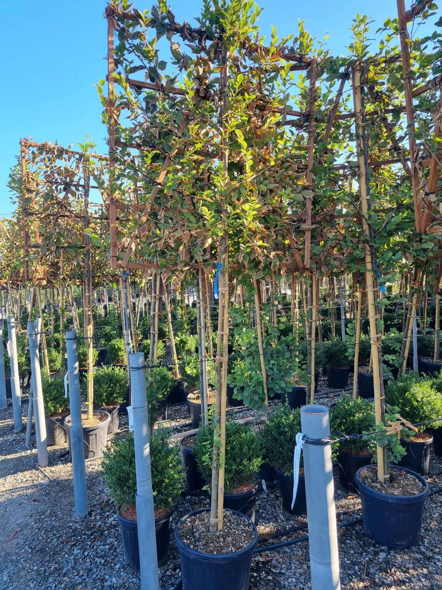 CARPINUS betulus 'Albert Beckman'