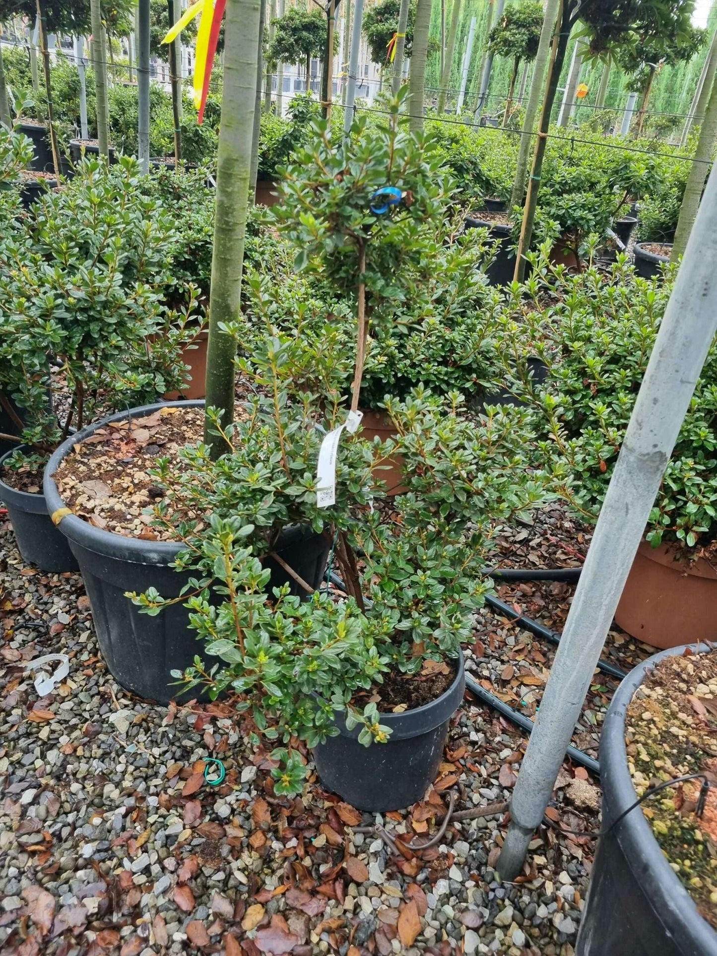 AZALEA japonica 'Viola'