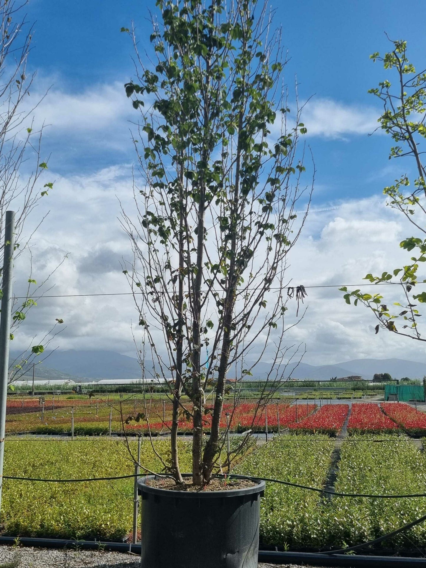 DAVIDIA involucrata 'Sonoma'
