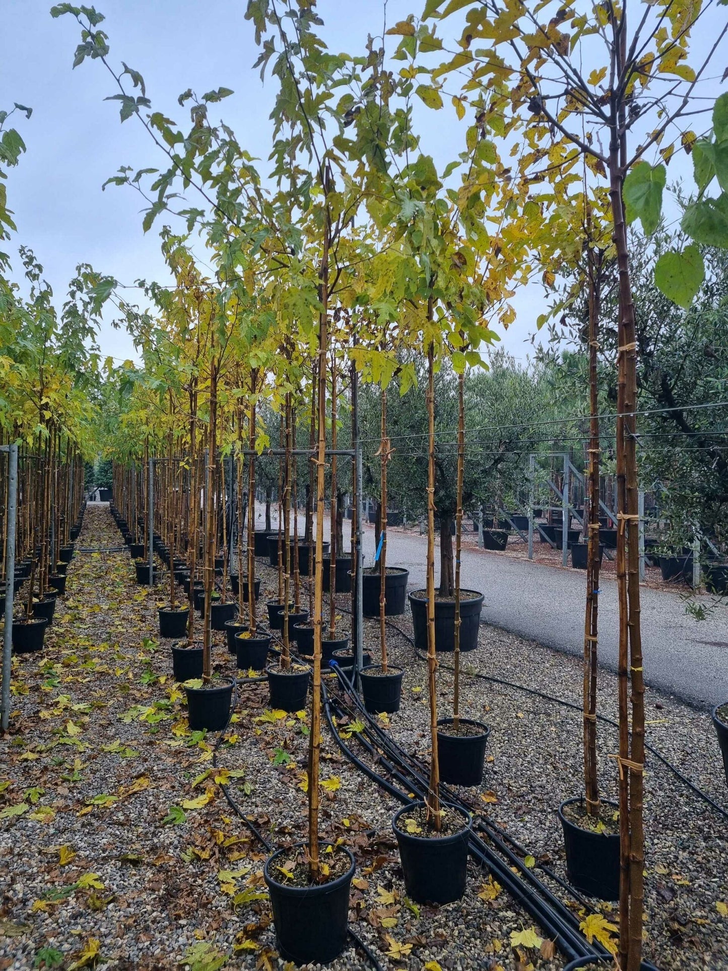 MORUS platanifolia