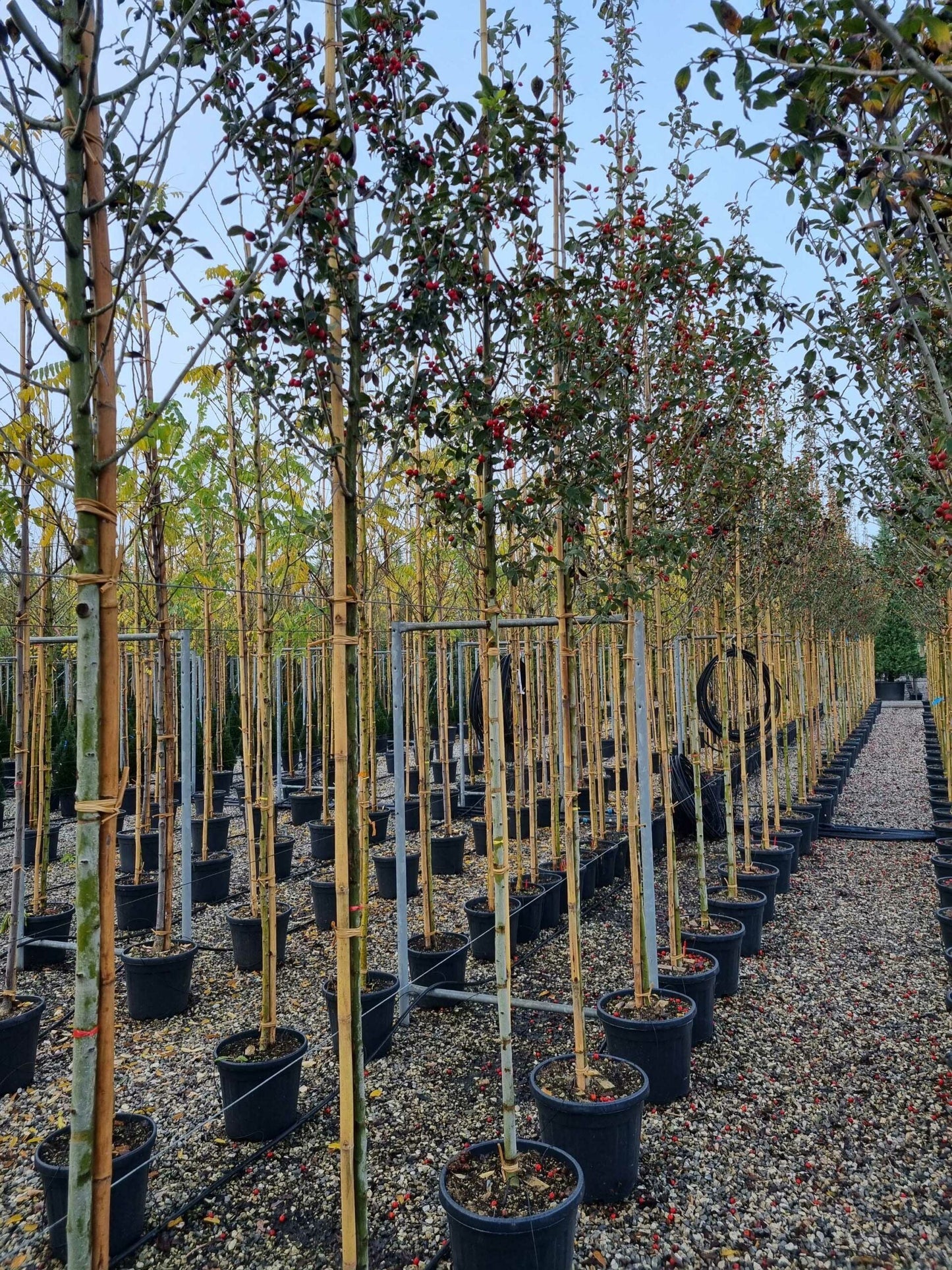 CRYPTOMERIA japonica 'Araucarioides'