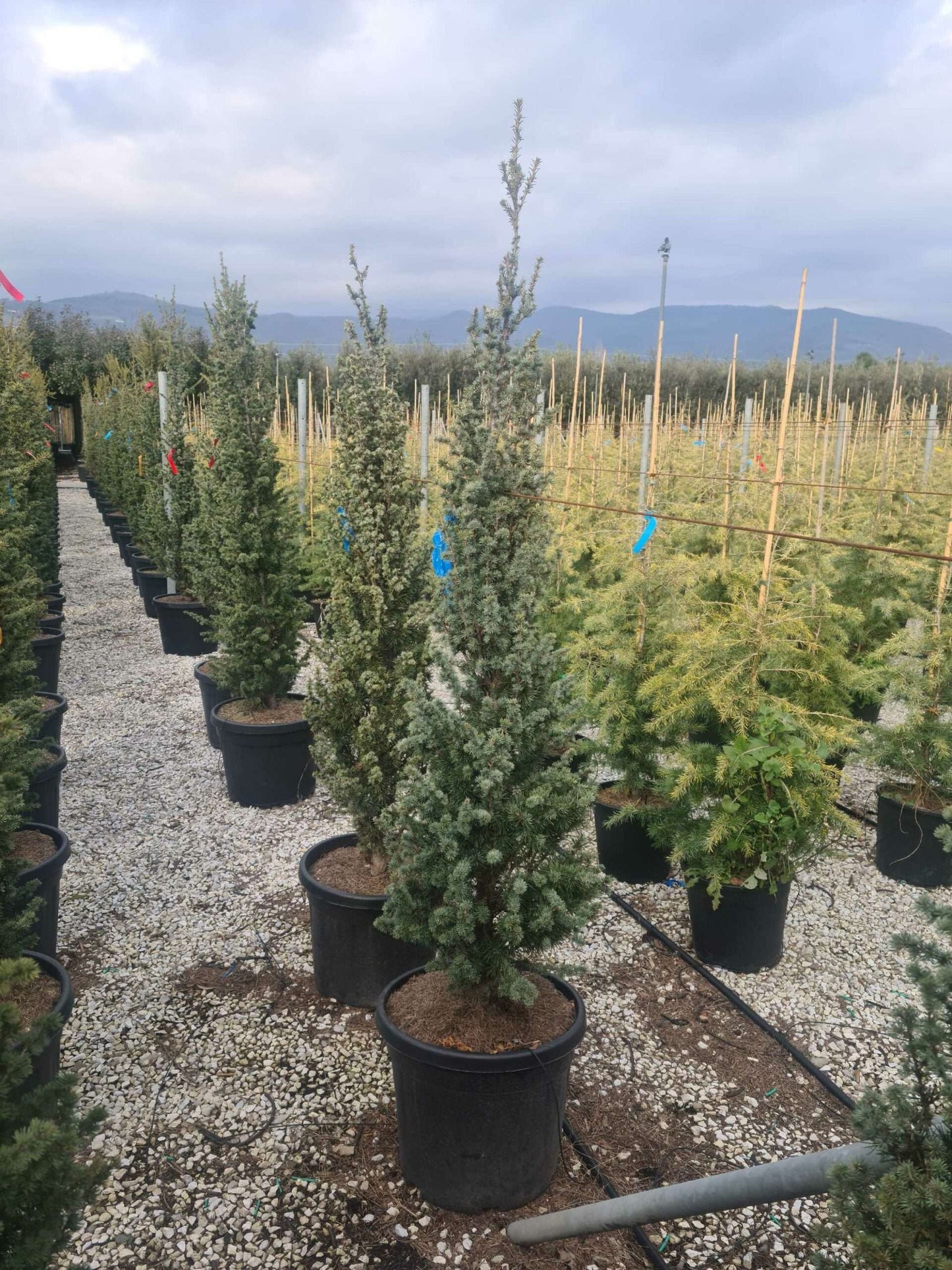 CEDRUS atlantica 'Glauca Pendula'