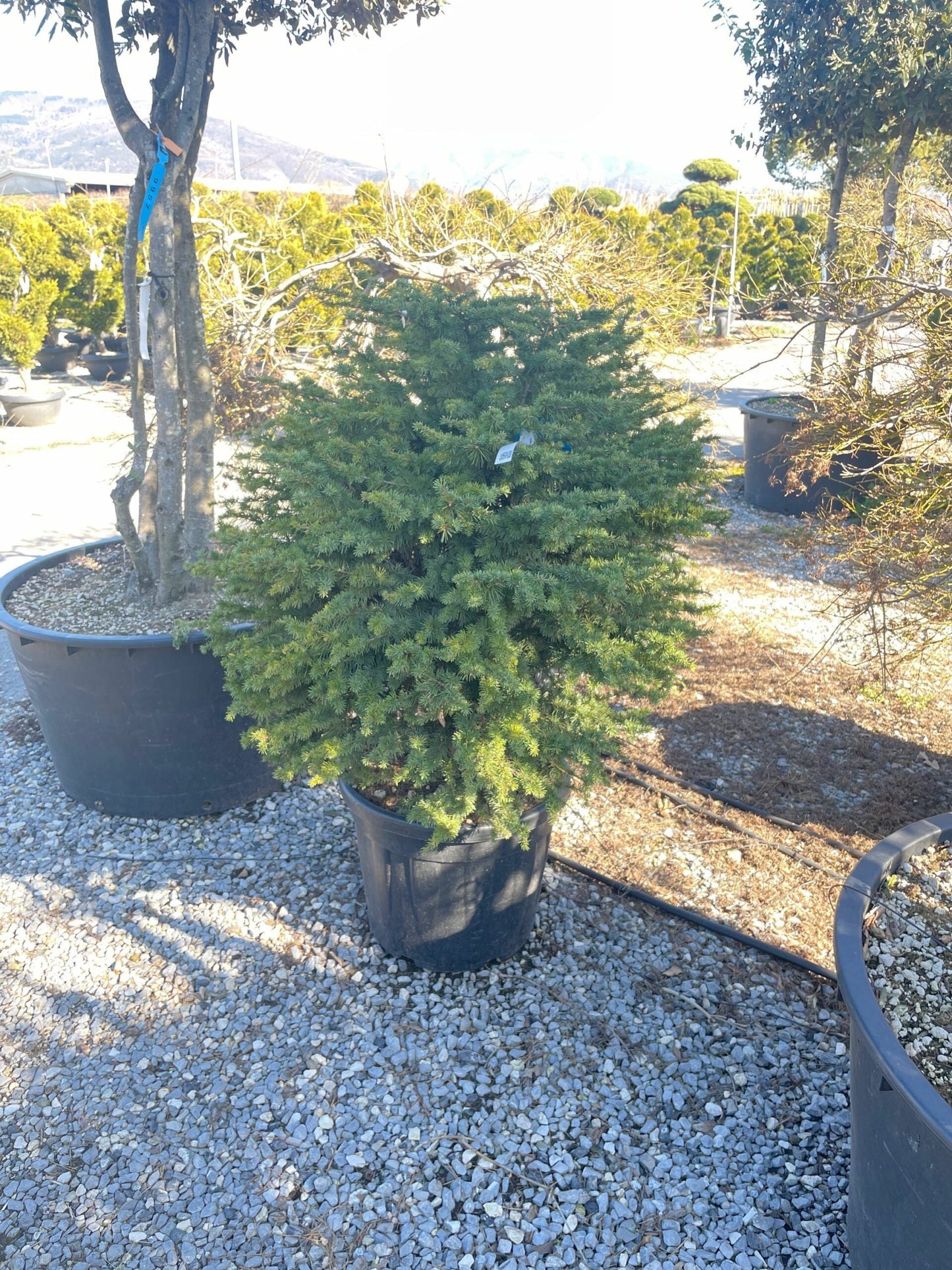 CEDRUS deodara