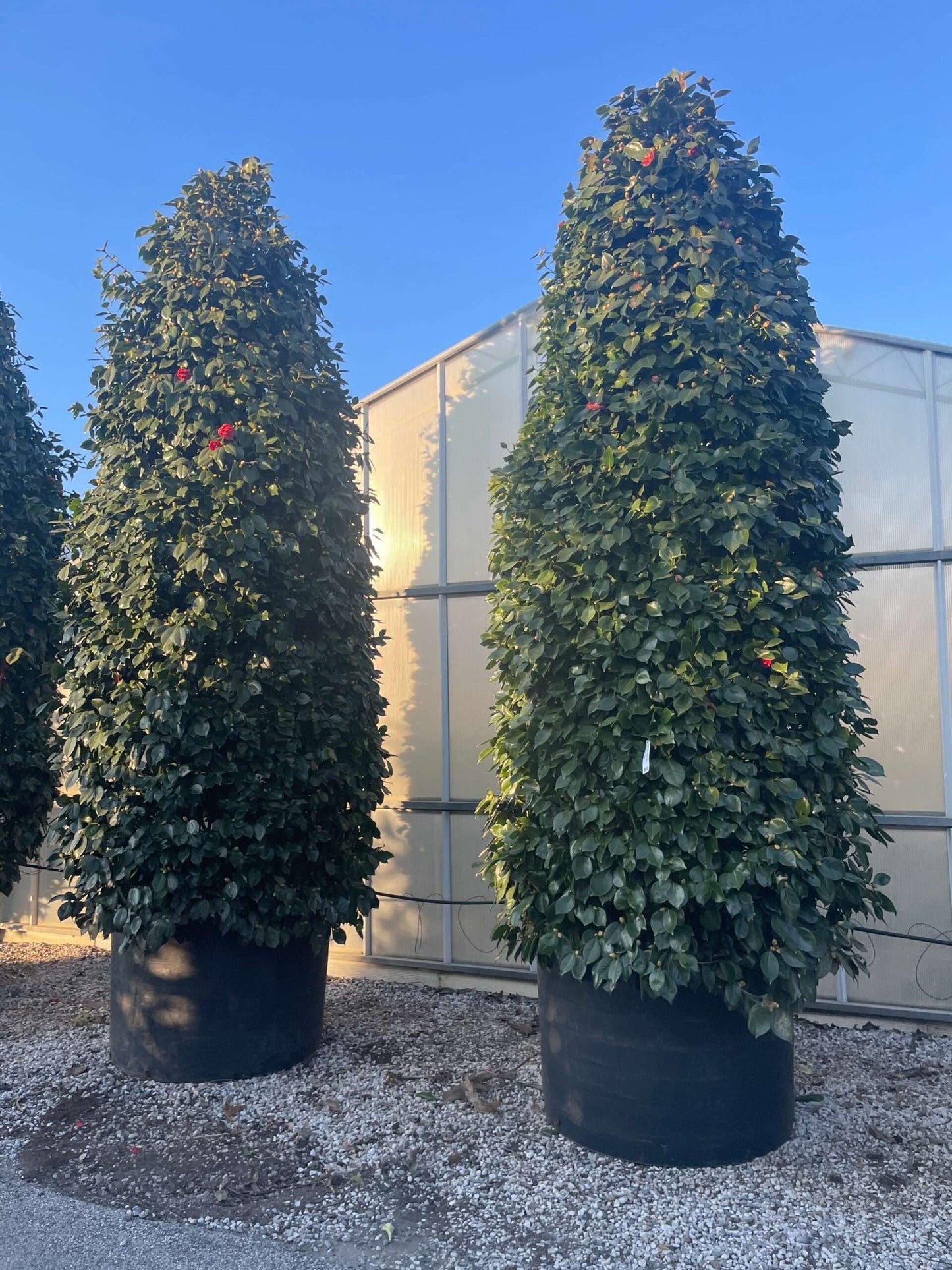 CAMELLIA japonica 'Hagoromo'