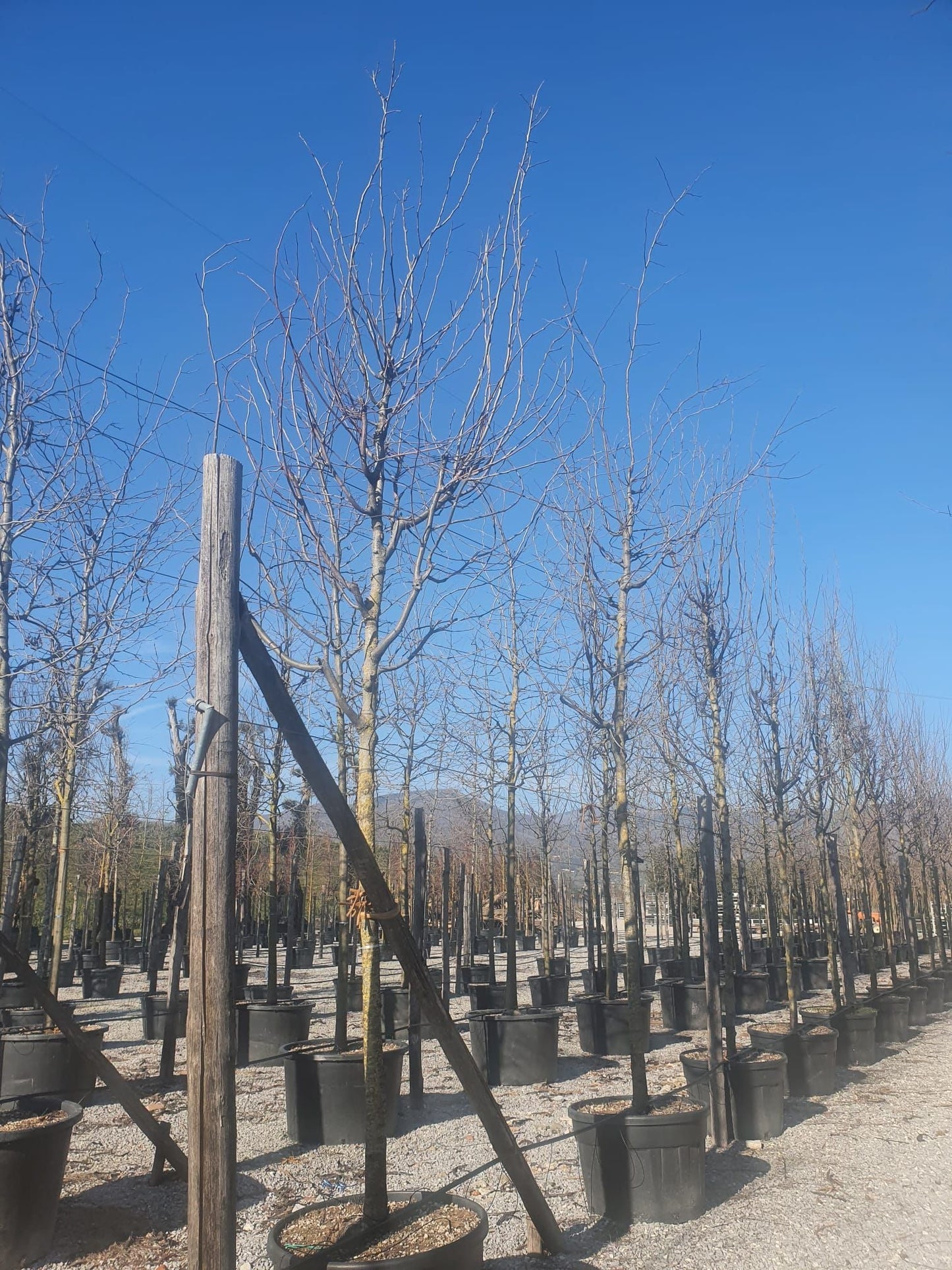 GLEDITSIA triacanthos 'Rubylace'