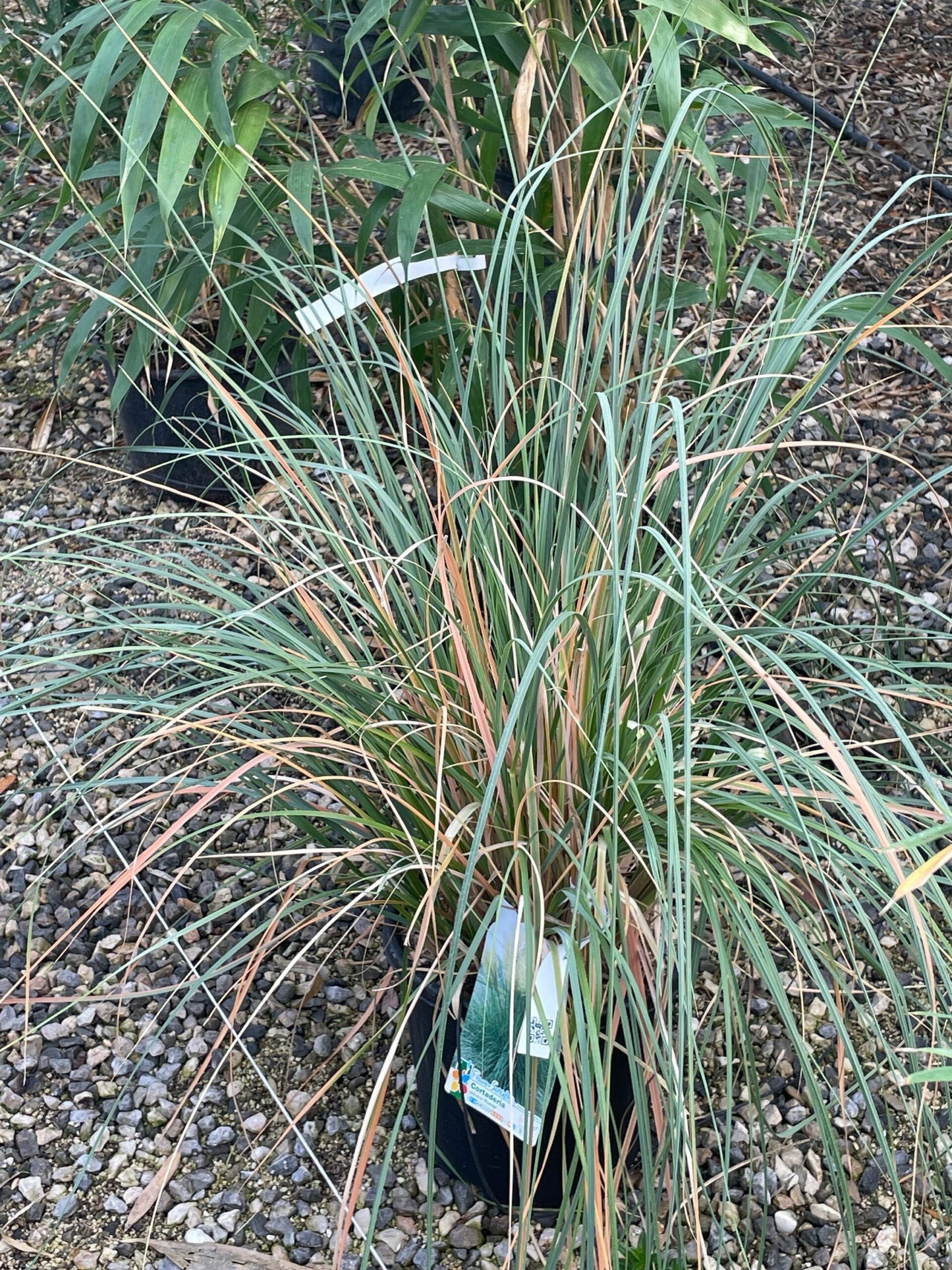 CORTADERIA selloana 'Rendatleri'