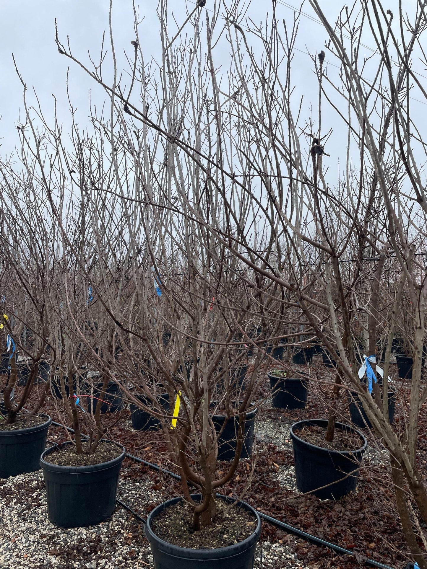 COTINUS coggygria 'Smokei Joe'