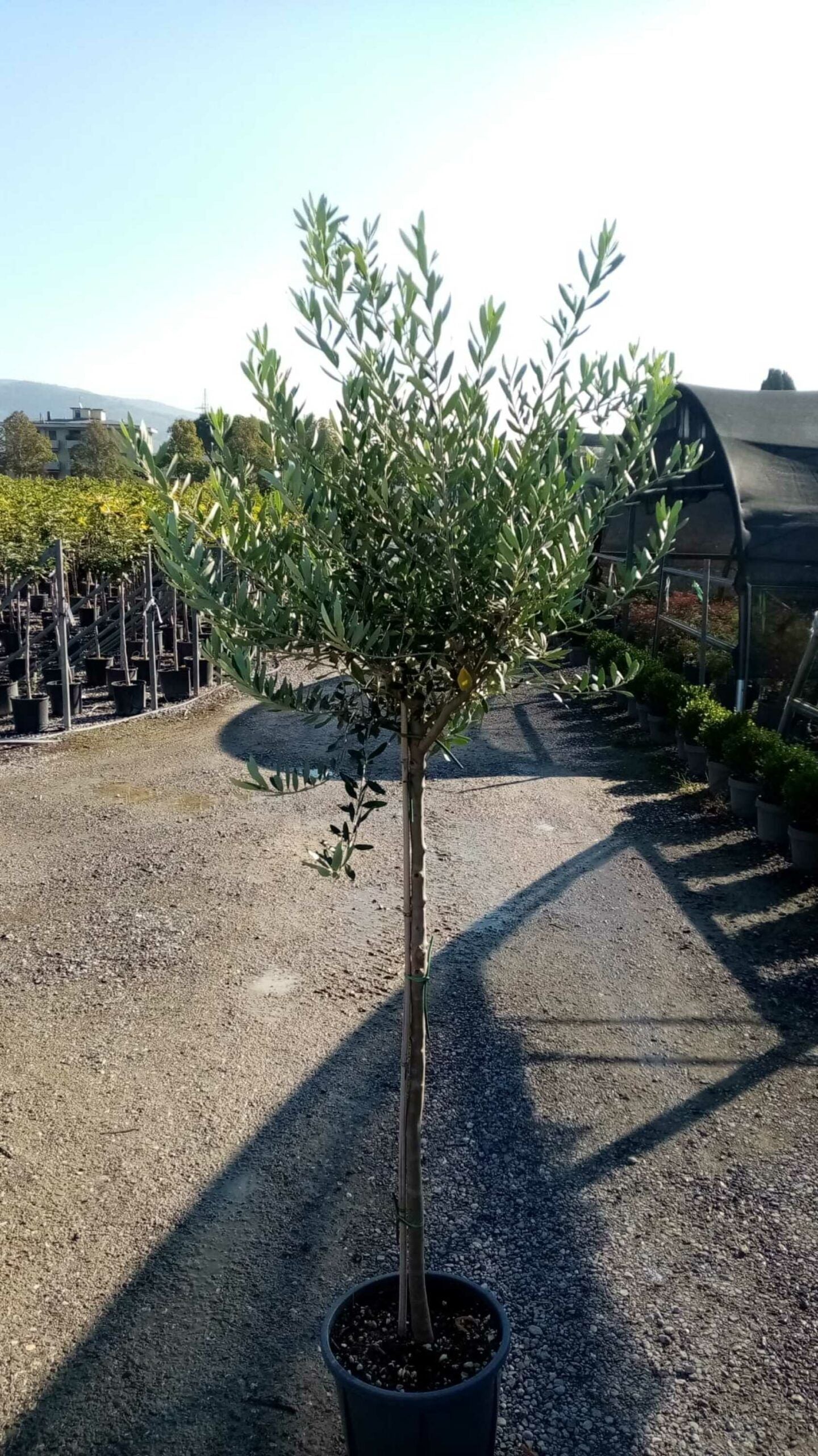 OLEA europaea 'Aglandaou'