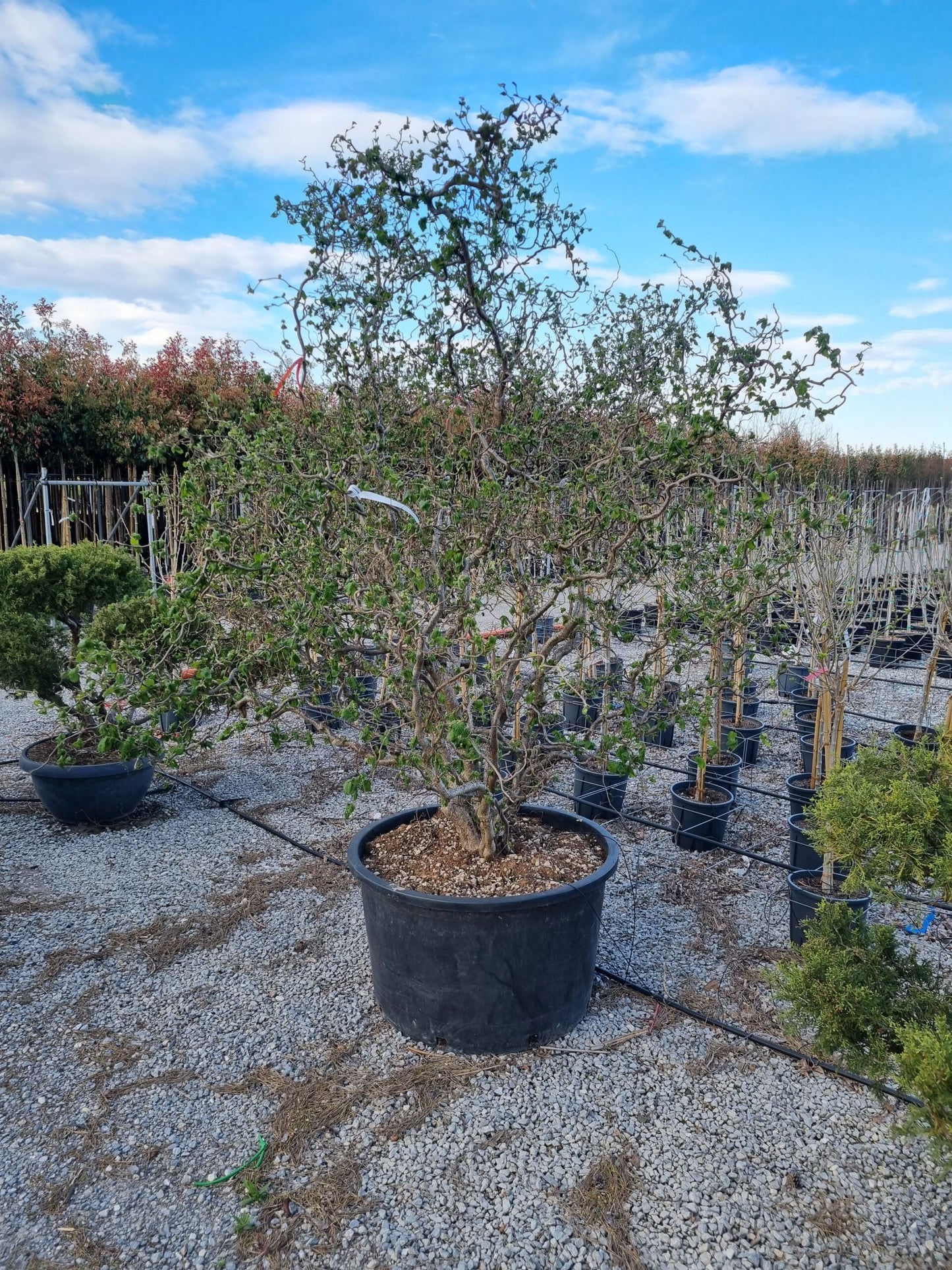 CORYLUS avellana 'Pendula'